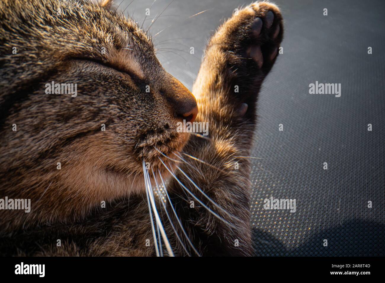 Page 2 Cat Washing Face High Resolution Stock Photography And Images Alamy