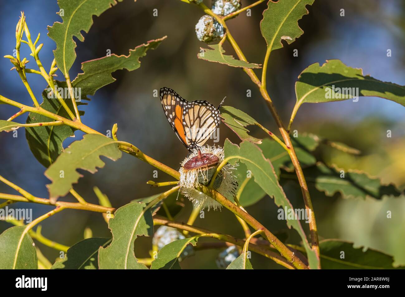 Monarch Butterfly, Danaus plexippus, sipping nectar from Blue Gum Eucalyptus, Eucalyptus globulus, flower at its winter migration destination at Light Stock Photo