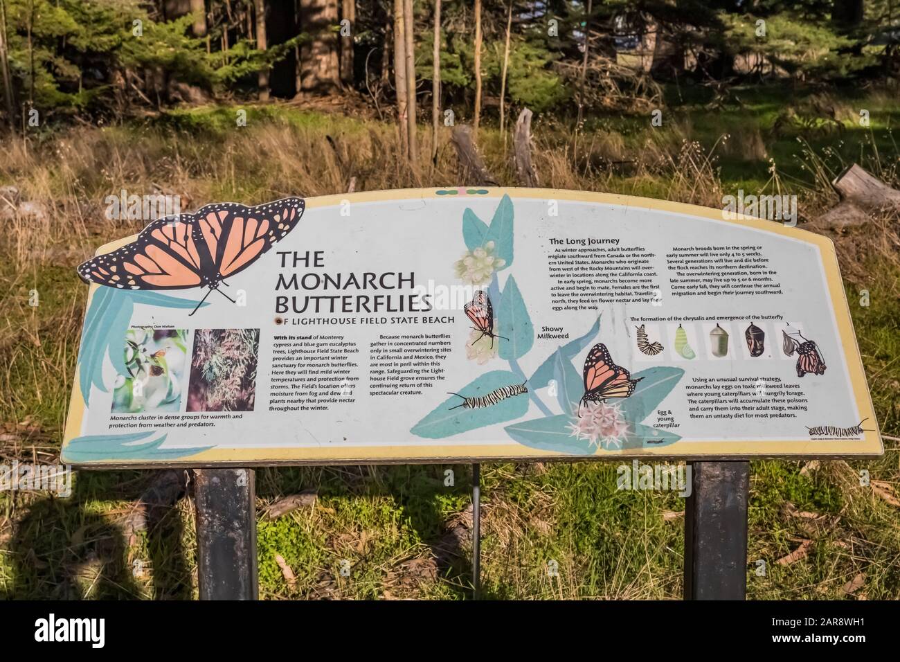Interpretive sign explaining the migration of Monarch Butterflies, Danaus plexippus, at their winter migration destination at Lighthouse Field State B Stock Photo