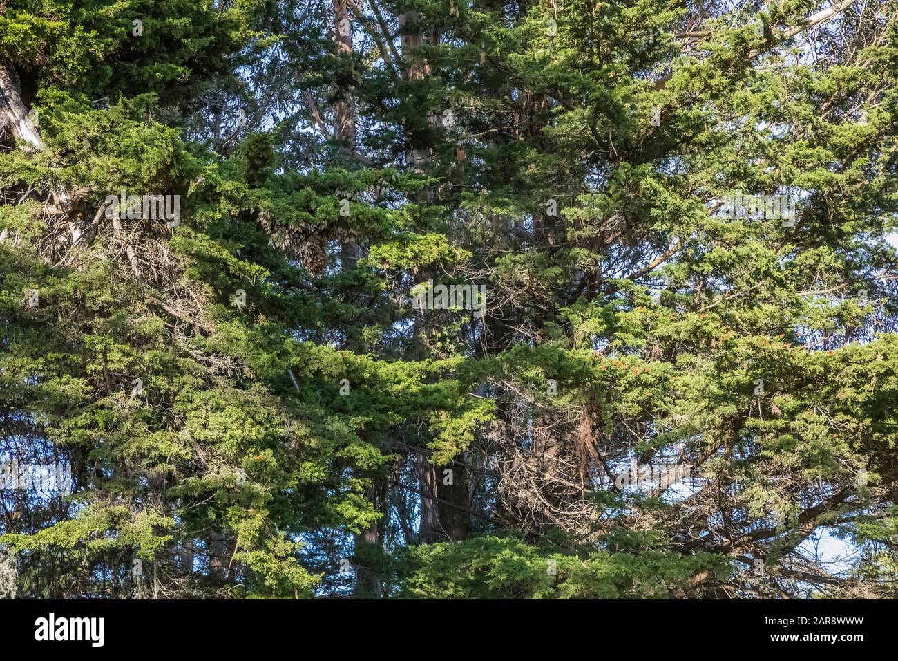 Monarch Butterflies, Danaus plexippus, clustered together in a grove of Monterey Cypress (look carefully) for warmth at their winter migration destina Stock Photo