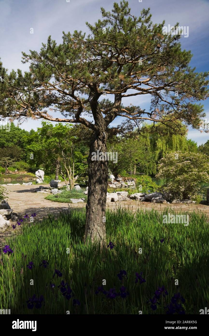 Pinus sylvestris - Scots Pine tree and purple Siberian Iridaceae 'Caesar's Brother' - Irises at the Lotus pond in Chinese Garden in late spring Stock Photo