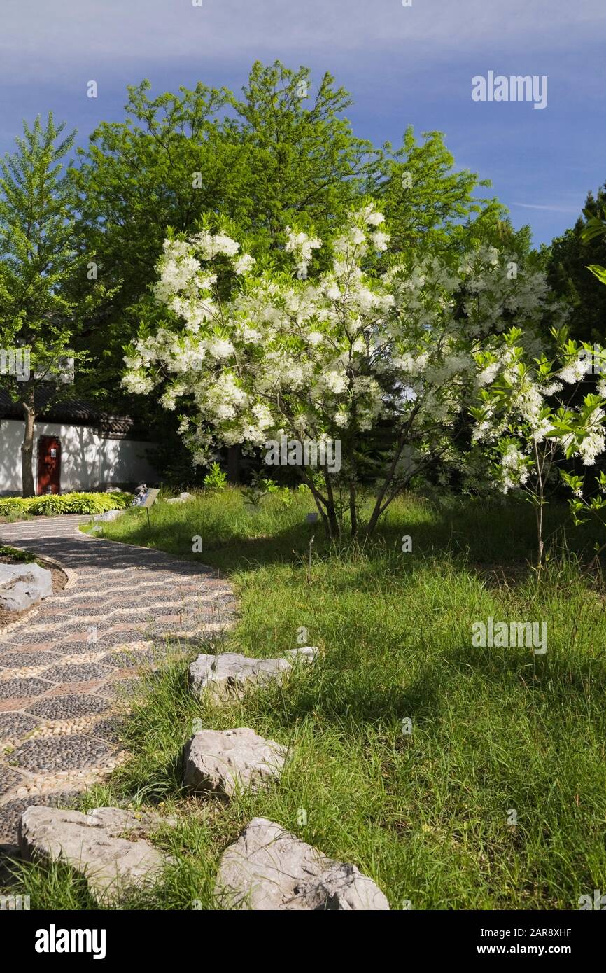 Pebble stone path with white Chionanthus virginicus - Fringe Tree and Stone Boat pavilion in Chinese Garden in late spring, Montreal Botanical Garden Stock Photo