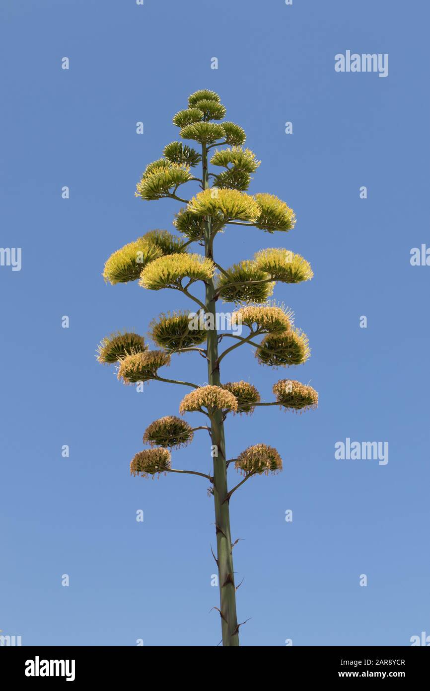The native Agave americana plant against the blue sky of sunny Cala Llonga in Ibiza, Balearic Islands Stock Photo