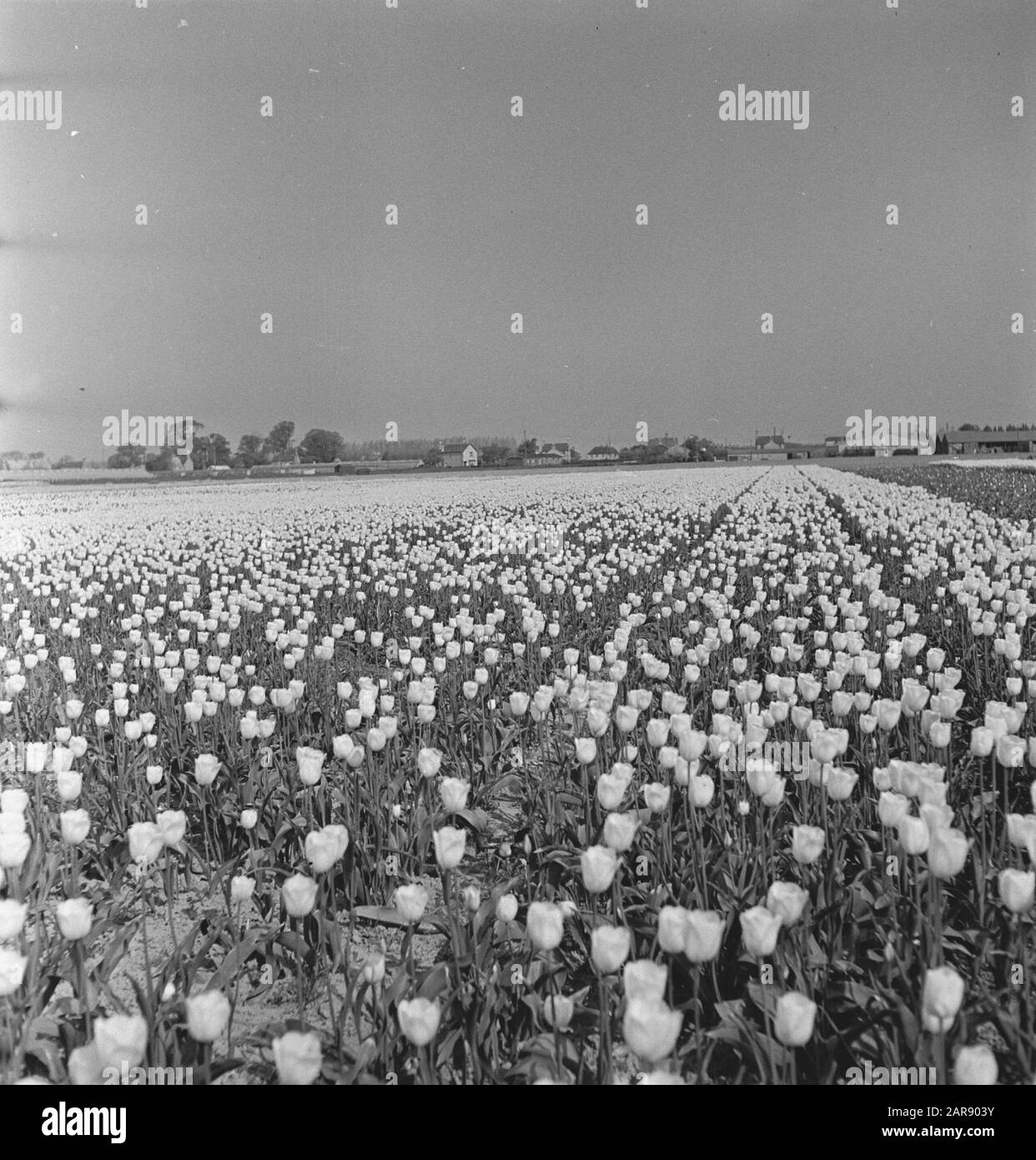 Tulip Fields in Spalding (Lincolnshire) Date 31 August 1944 Location