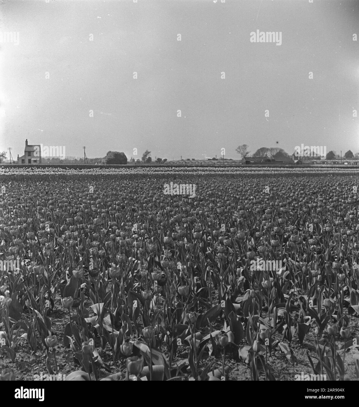 Tulip Fields in Spalding (Lincolnshire) Date 31 August 1944 Location