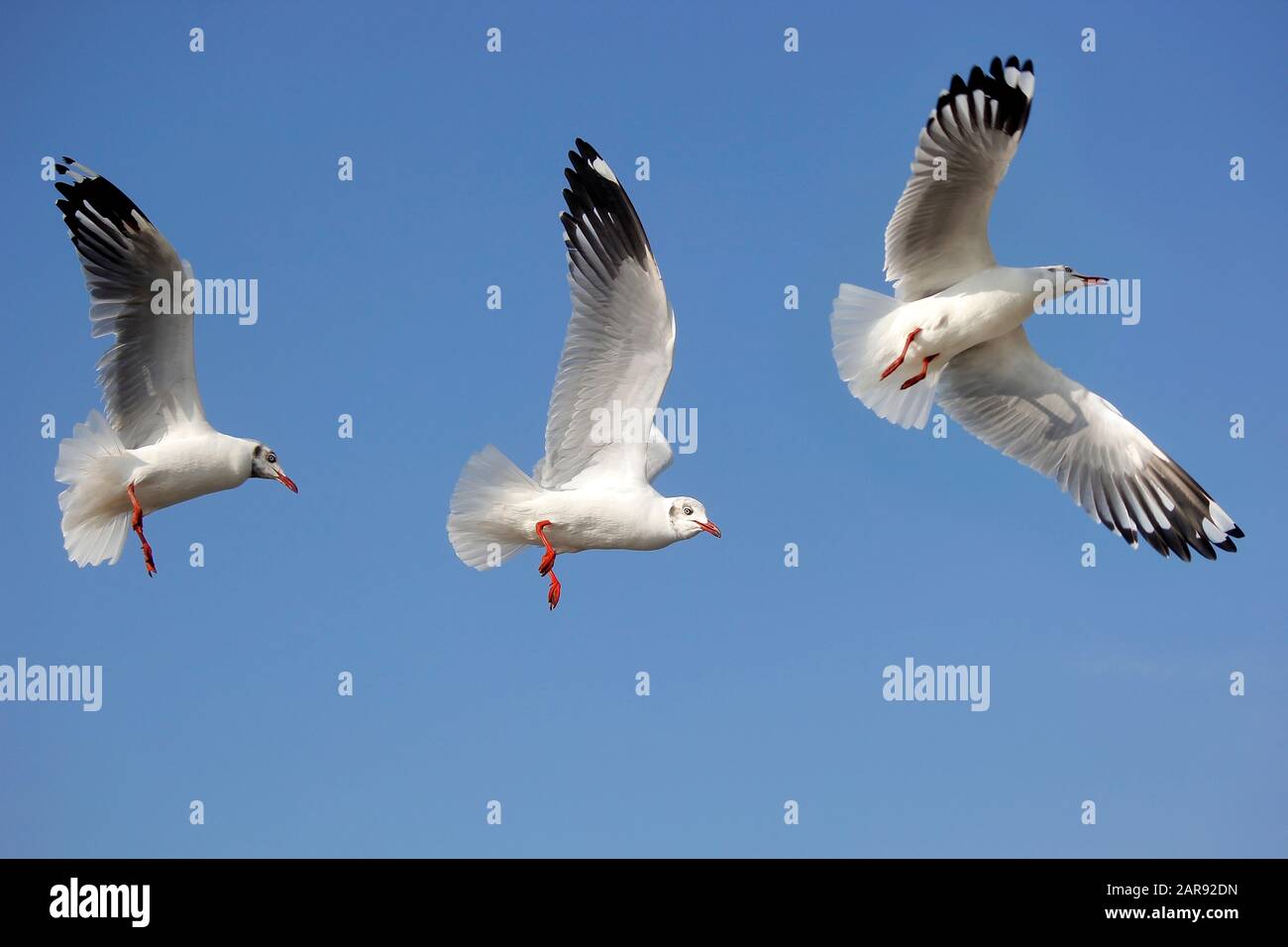 photo of flying seagull bird on beautiful sky background Stock Photo