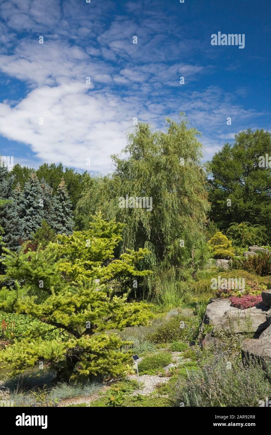Alpine garden with coniferous, deciduous trees, perennial plants and