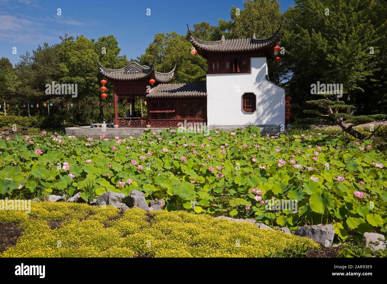 The Stone Boat pavilion in Lotus pond with Nelumbo nucifera - Lotus flowers the Chinese Garden in summer. Montreal Botanical Garden, Quebec, Canada Stock Photo