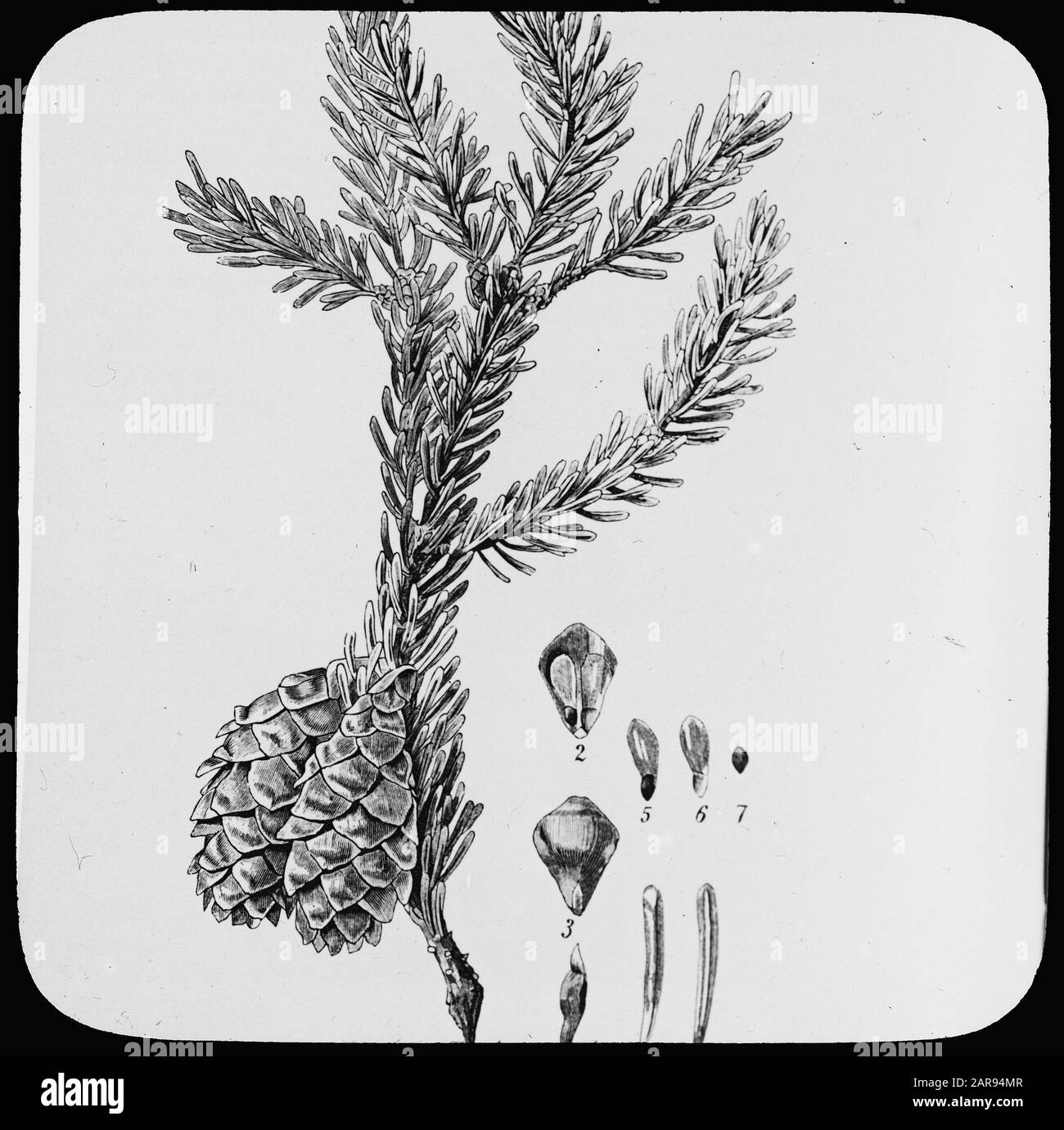 drawing//Date: undated Keywords: trees, forests, botanical, avenues, coniferous wood Personal name: picea nigra Stock Photo