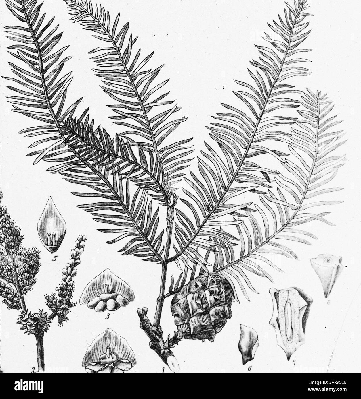 drawing Date: undated Keywords: trees, forests, botanical, avenues, coniferous wood Personal name: taxodium distichum Stock Photo