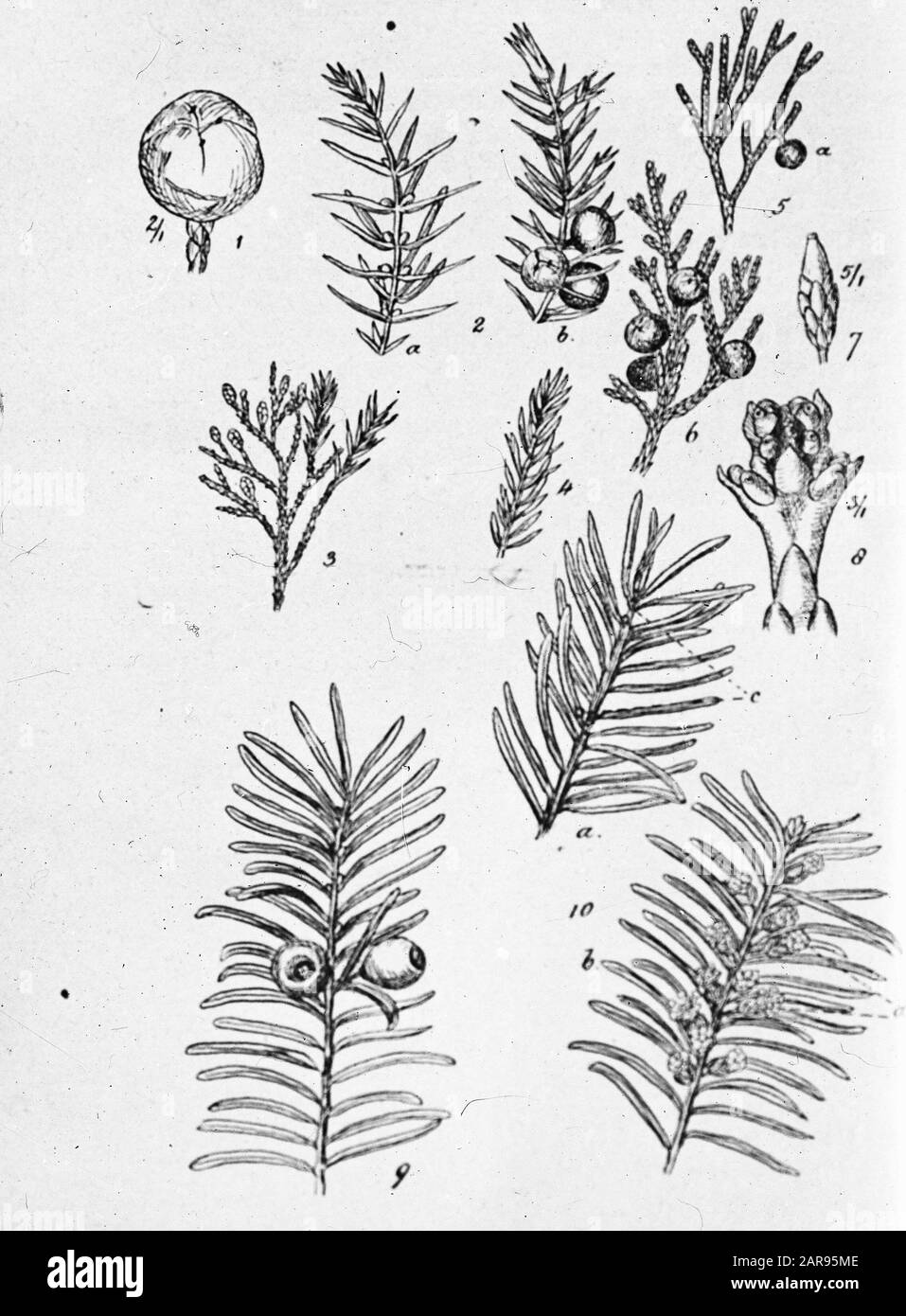drawing Date: undated Keywords: trees, forests, botanical, avenues, coniferous wood Personal name: cephalotaxus, juniperus, yew Stock Photo