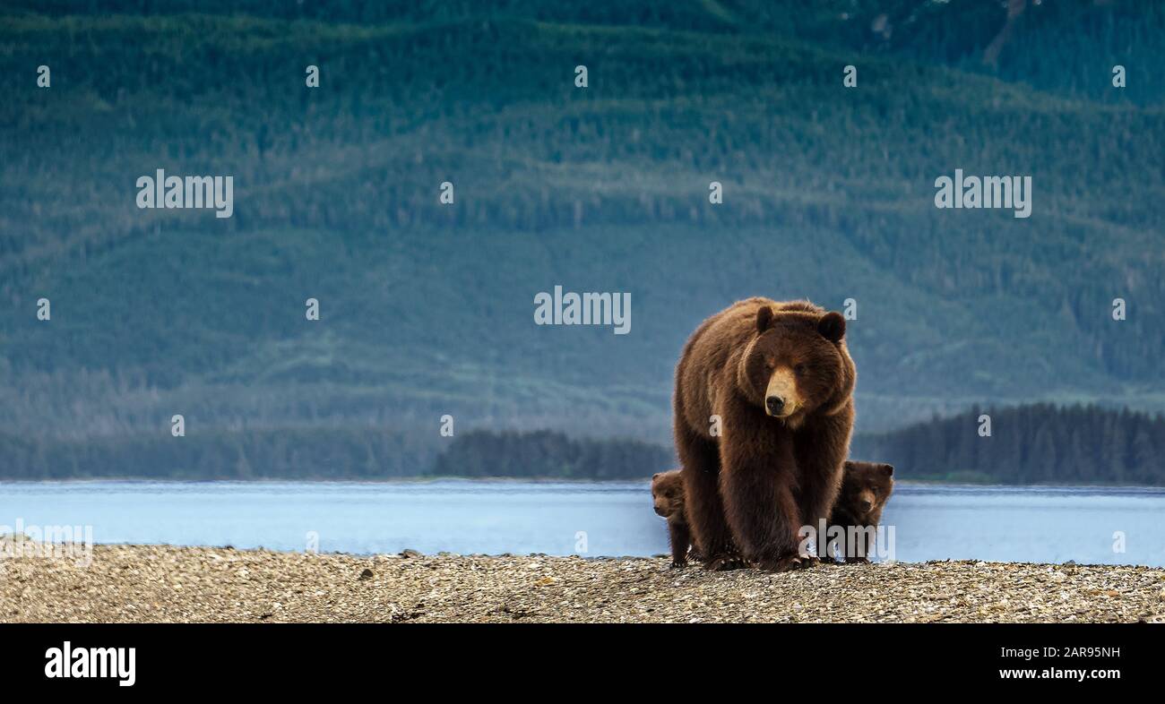Huge mother bear together with two small cubs. On the beach in Alaska. Brown bear and her kids are looking for food, behind is big green forest. Stock Photo