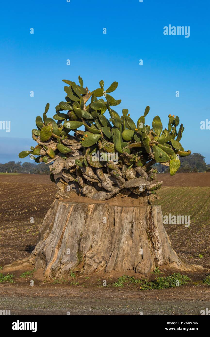 Stump with cactus near Sunset State Beach on Monterey Bay, Santa Cruz, California, USA [No property release; available for editorial licensing only] Stock Photo