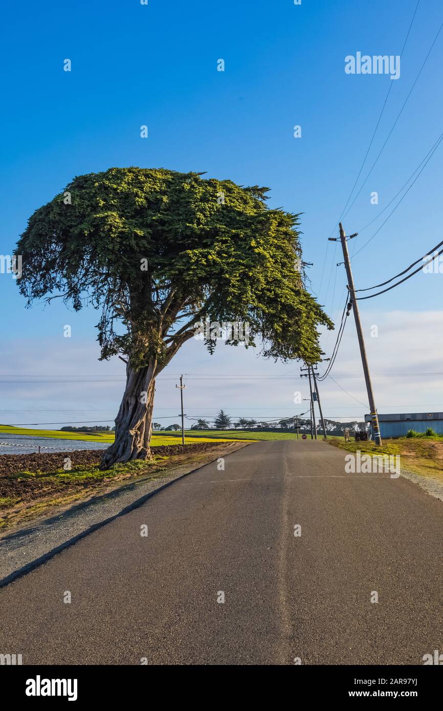 Road leading from Sunset State Beach, with strawberry fields and a Monterey Cypress, Cupressus macrocarpa, on Monterey Bay, Santa Cruz, California, US Stock Photo
