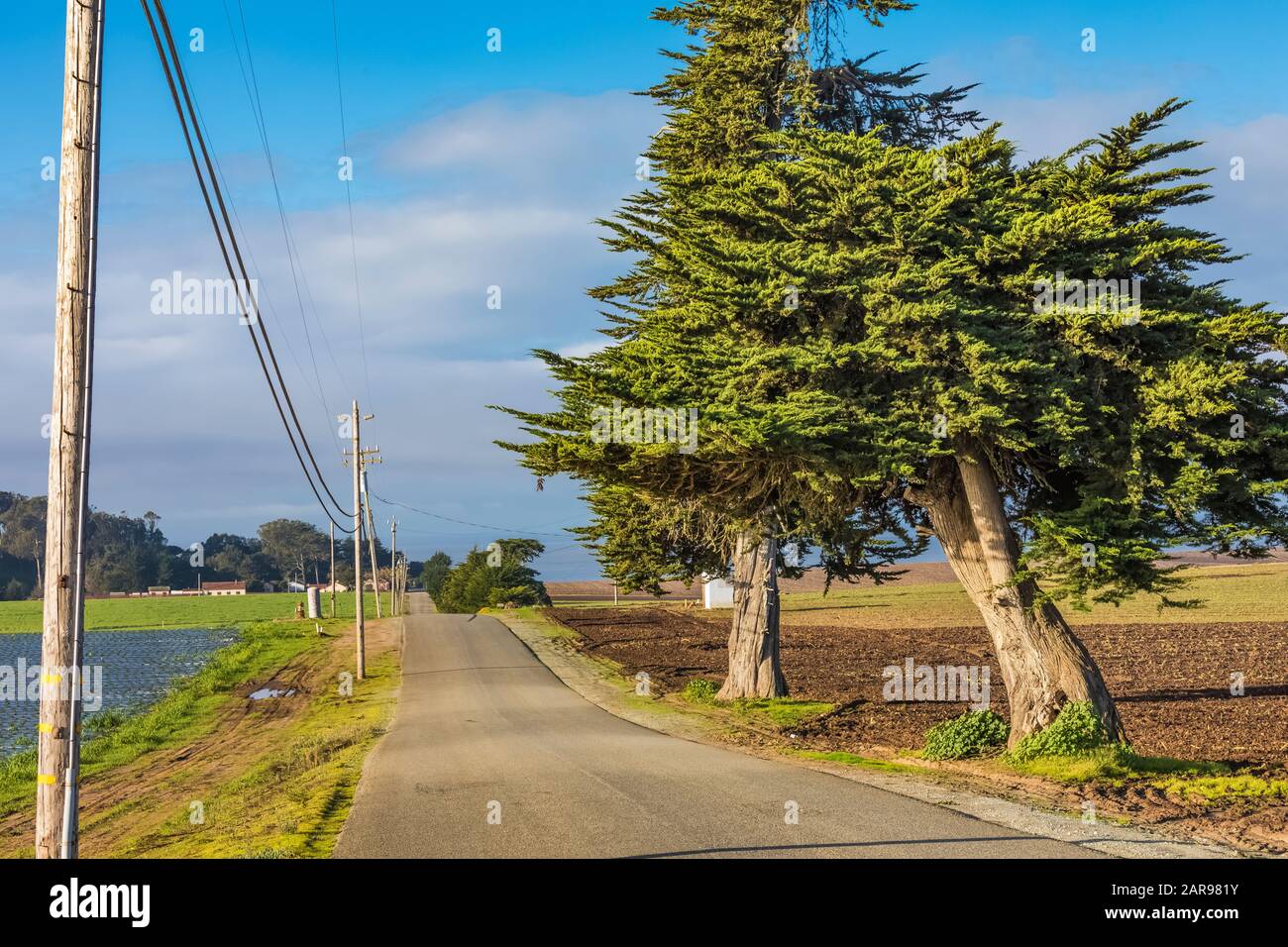 Road leading to Sunset State Beach, with strawberry fields and a Monterey Cypress, Cupressus macrocarpa, on Monterey Bay, Santa Cruz, California, USA Stock Photo