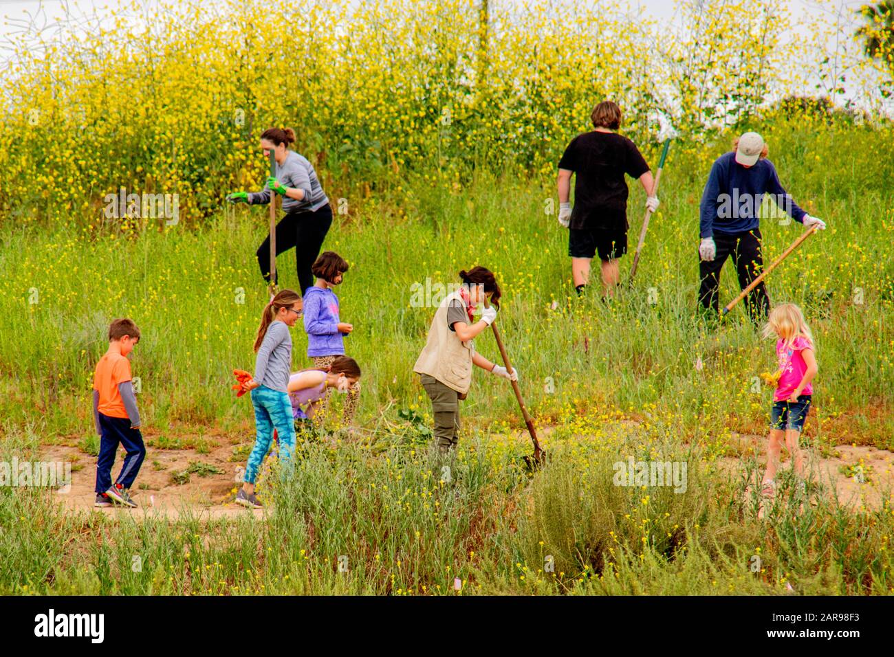 A hillside of volunteers performs weed abatement and Brush restoration.  (Photo by Spencer Grant) Stock Photo