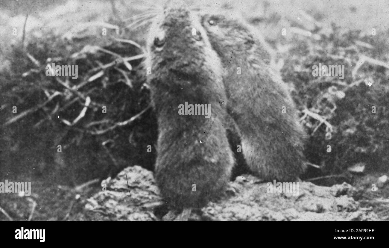 mammals, field mouse Date undated Keywords mammals Personal name