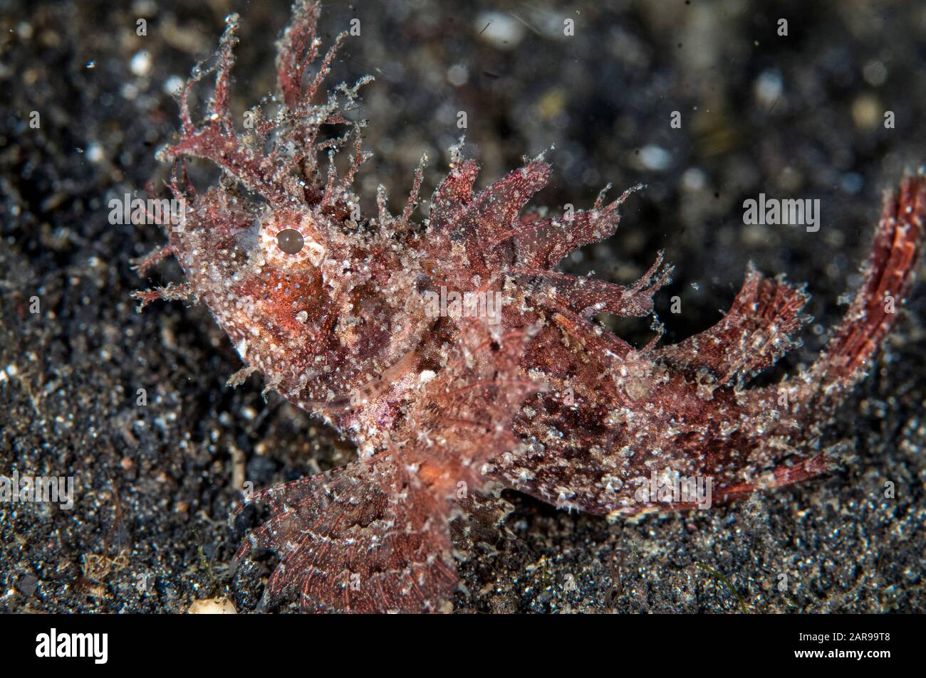 Ambon Scorpionfish, Pteroidichthys amboinensis, Hei Nus dive site