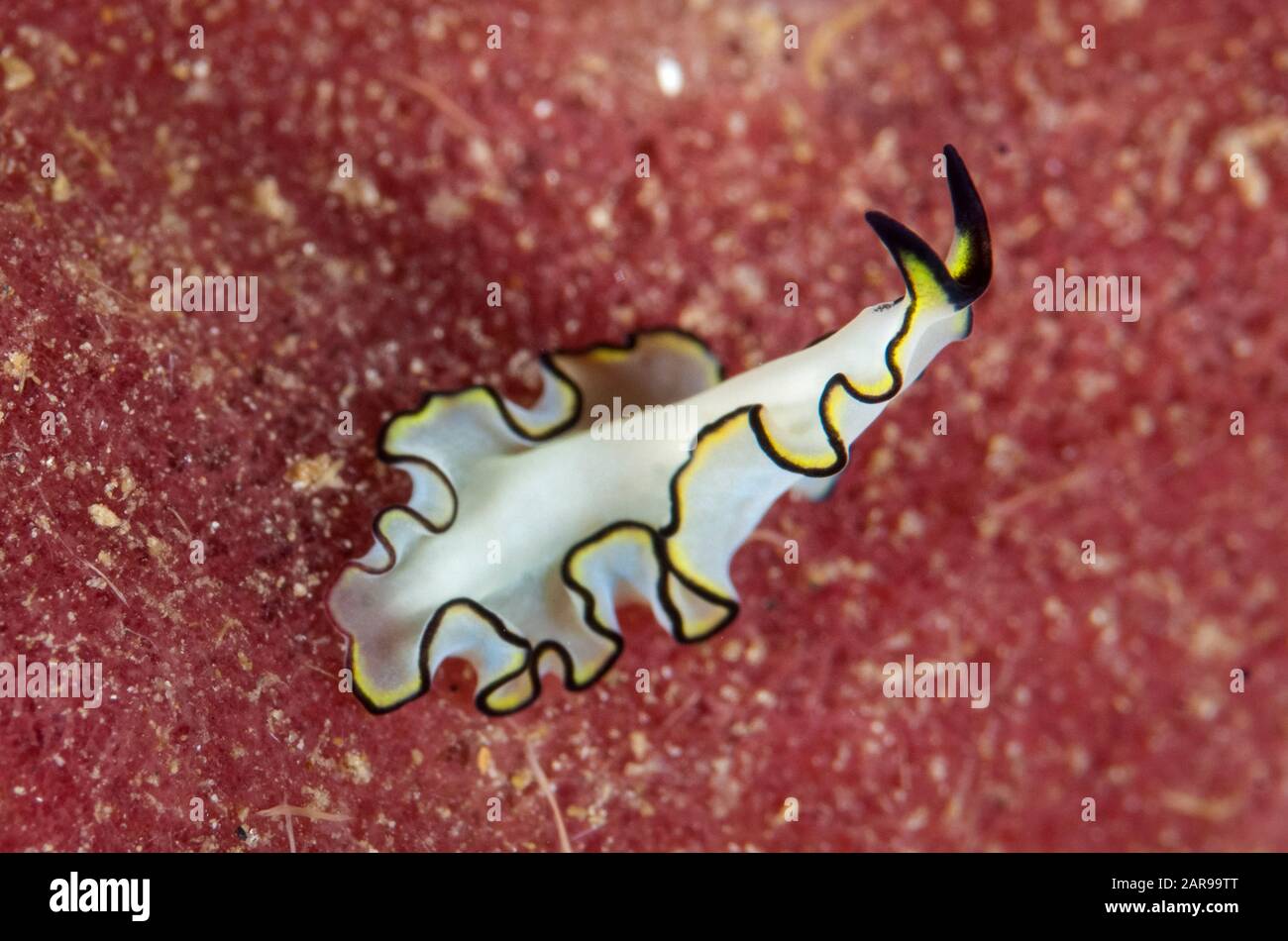 White Polyclad Flatworm, Pseudoceros bimarginatus, lifting up body and smelling, Batu Merah dive site, Lembeh Straits, Sulawesi, Indonesia, Pacific Oc Stock Photo