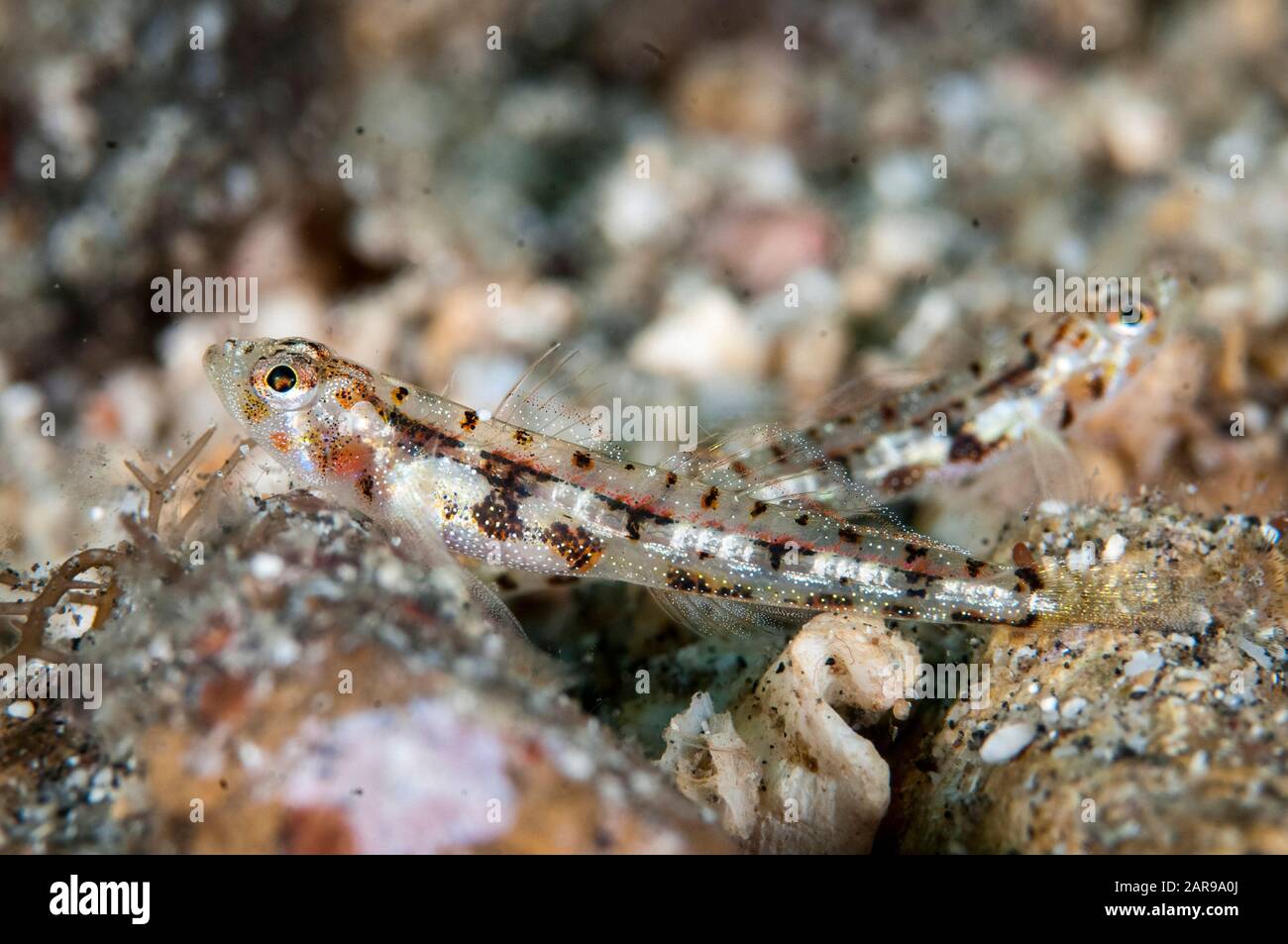 Pair of Bali Gobies, Grallenia baliensis, Makawide Wall dive site, Lembeh Straits, Sulawesi, Indonesia, Pacific Ocean Stock Photo