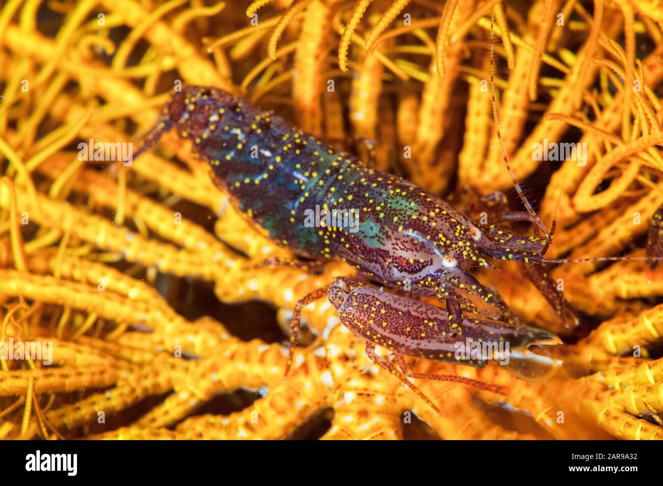 Stimpson's Snapping Shrimp, Synalpheus stimpsoni on Crinoid, Crinoidea class, Nudi Retreat dive site, Lembeh Straits, Sulawesi, Indonesia, Pacific Oce Stock Photo