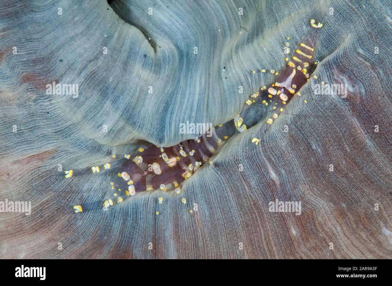 Pair of Hidden Corallimorph Shrimps, Pliopontonia furtiva, on Corallimorph Coral, Rhodactis rhodostoma, Nudi Retreat dive site, Lembeh Straits, Sulawe Stock Photo