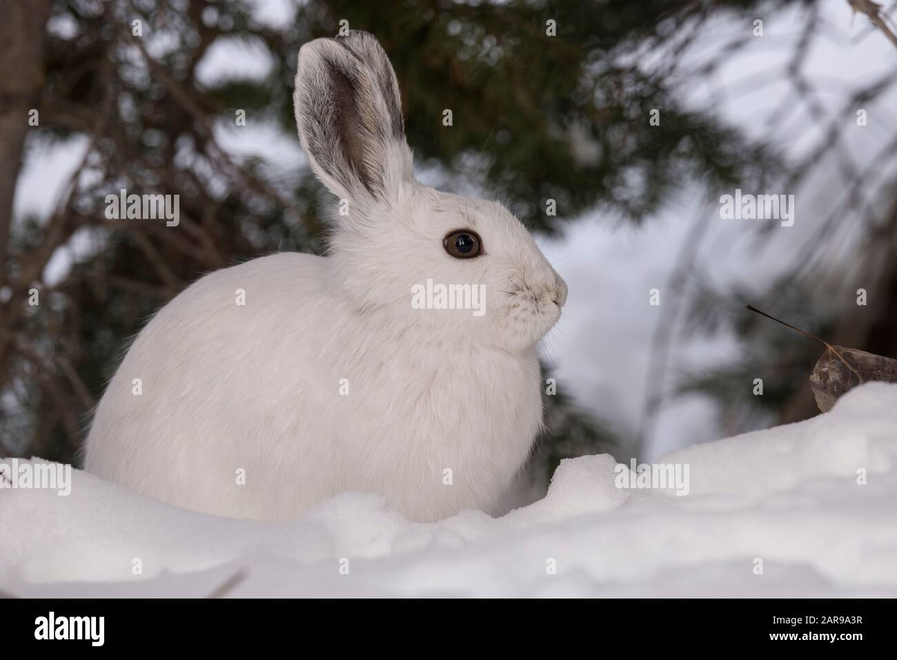 Snowshoe hare in winter, Utah Stock Photo