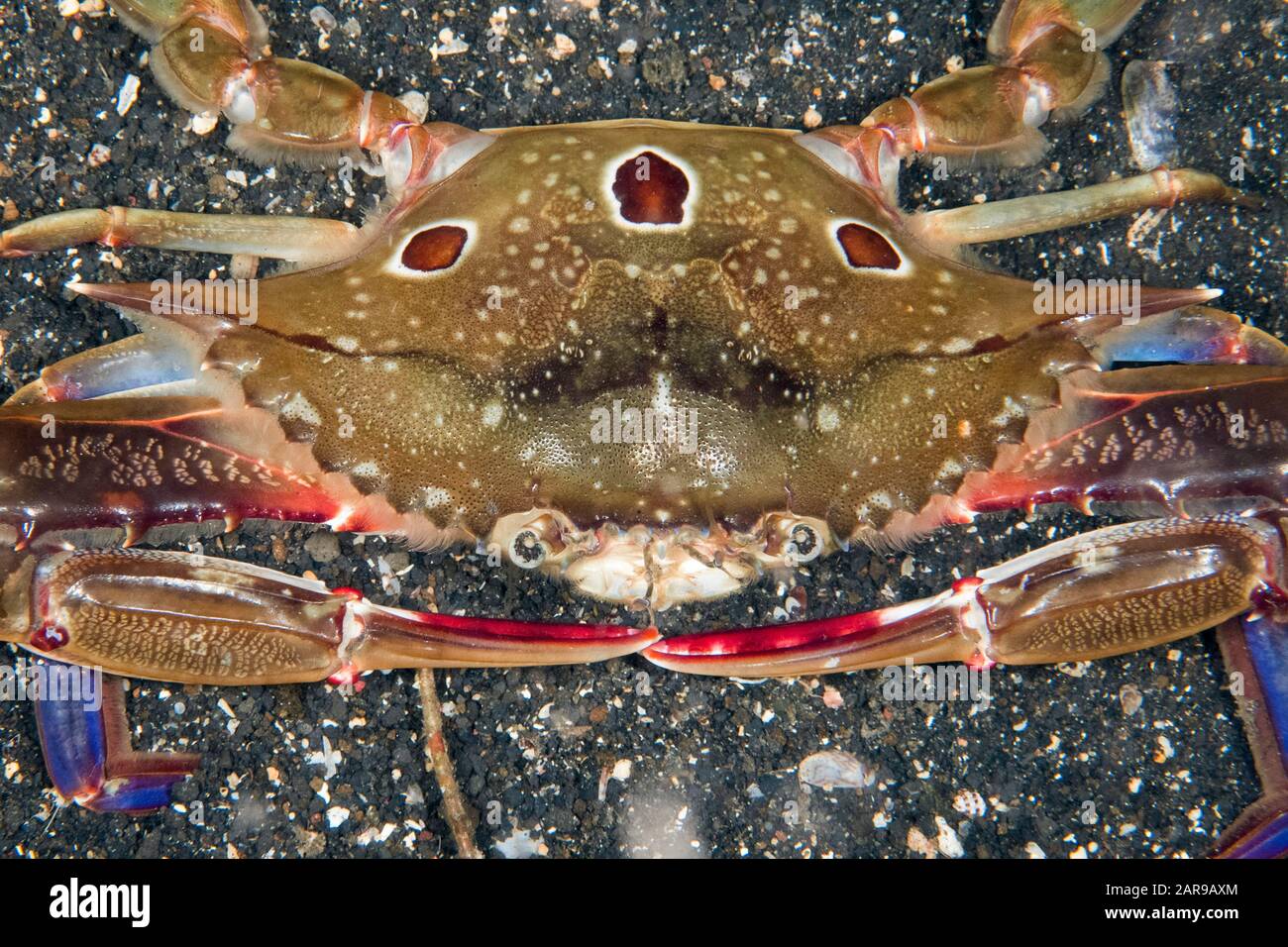 Blood-spotted Swimming Crab, Portunus sanguinolentus, night dive, Hairball dive site, Lembeh Straits, Sulawesi, Indonesia, Pacific Ocean Stock Photo