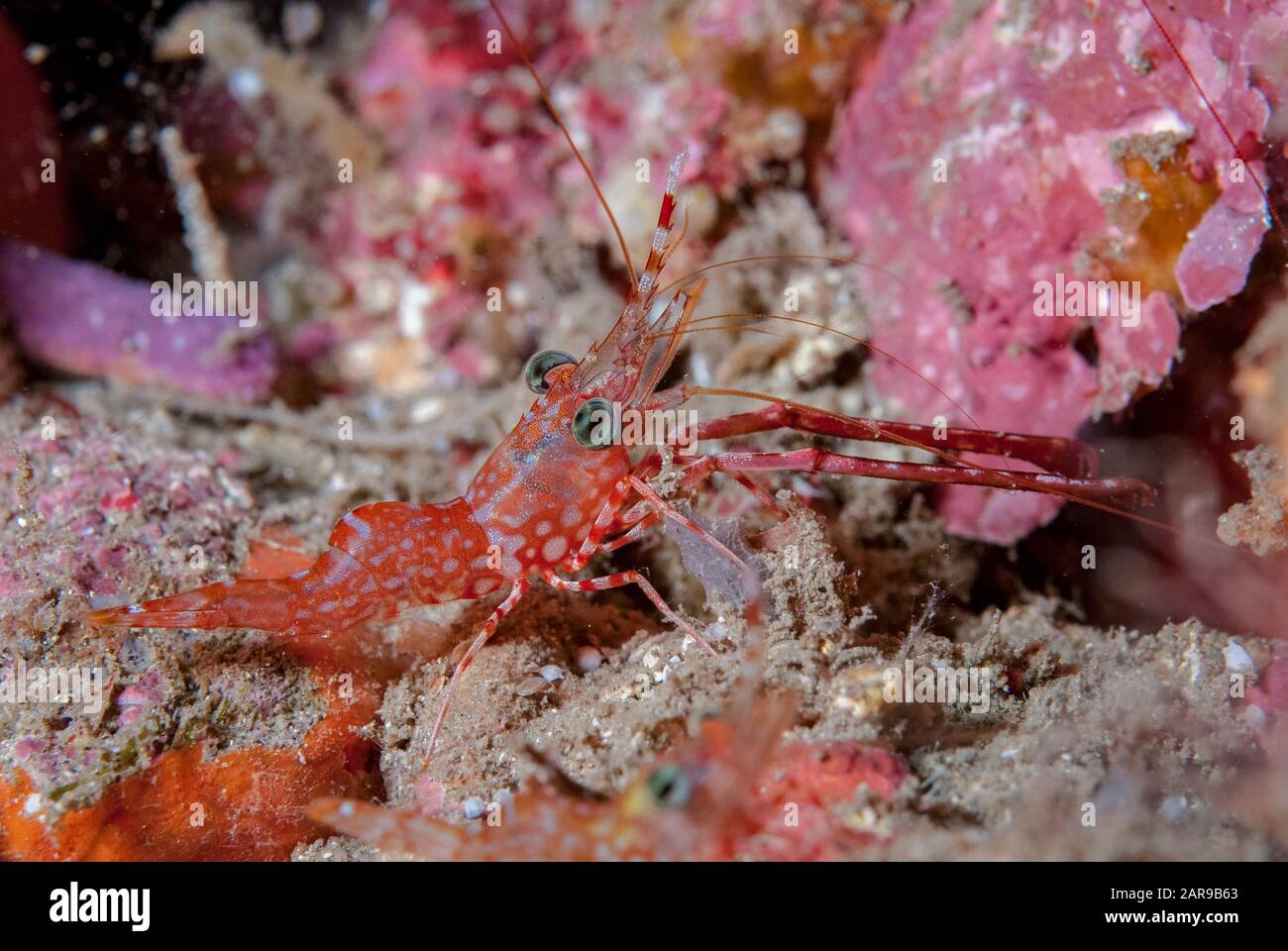 Reticulated Hinge-beak Shrimp, Cinetorhynchus reticulatus, night dive, Nudi Retreat dive site, Lembeh Straits, Sulawesi, Indonesia, Pacific Ocean Stock Photo