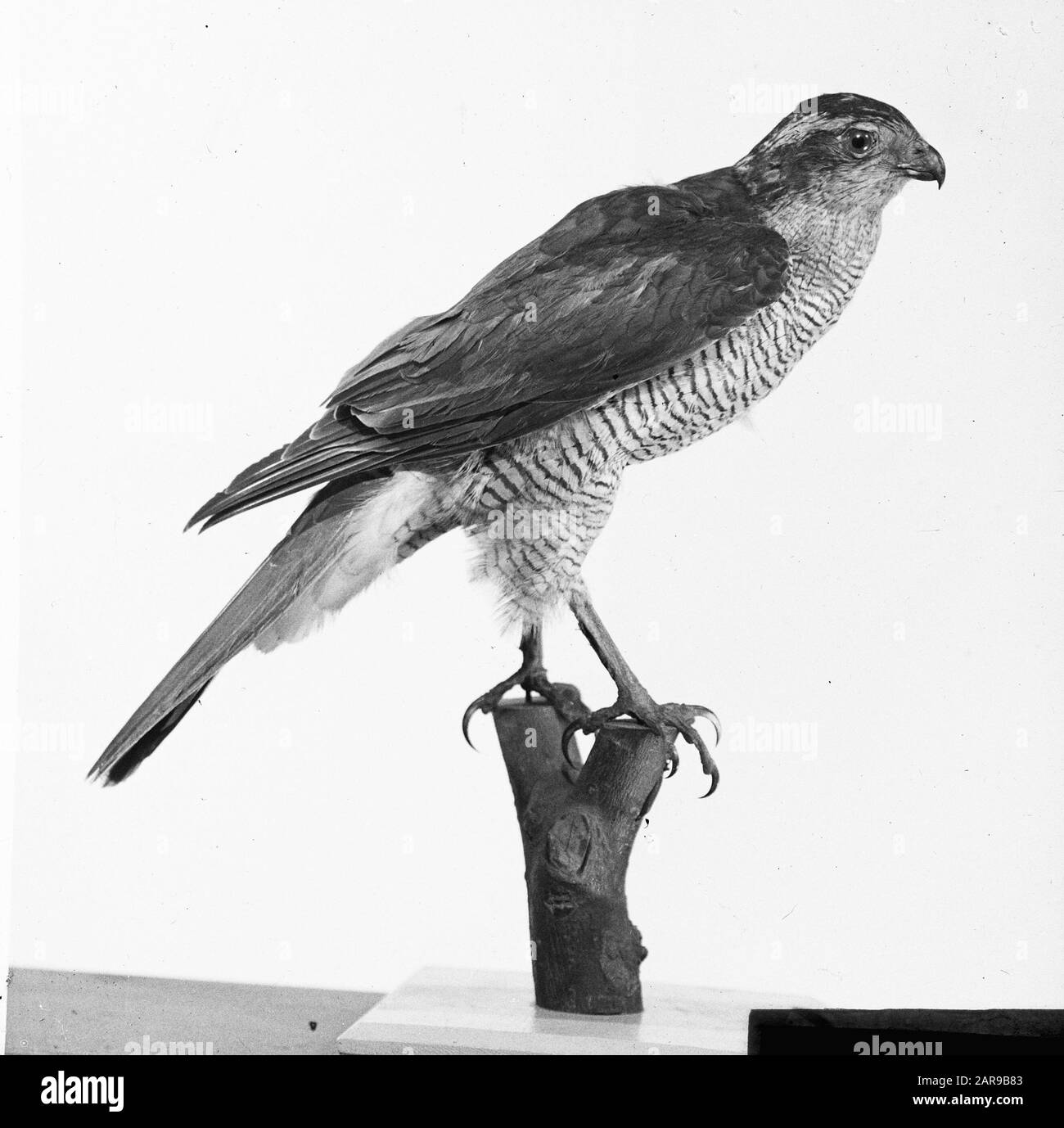 Natural habitat hawk Black and White Stock Photos & Images - Alamy