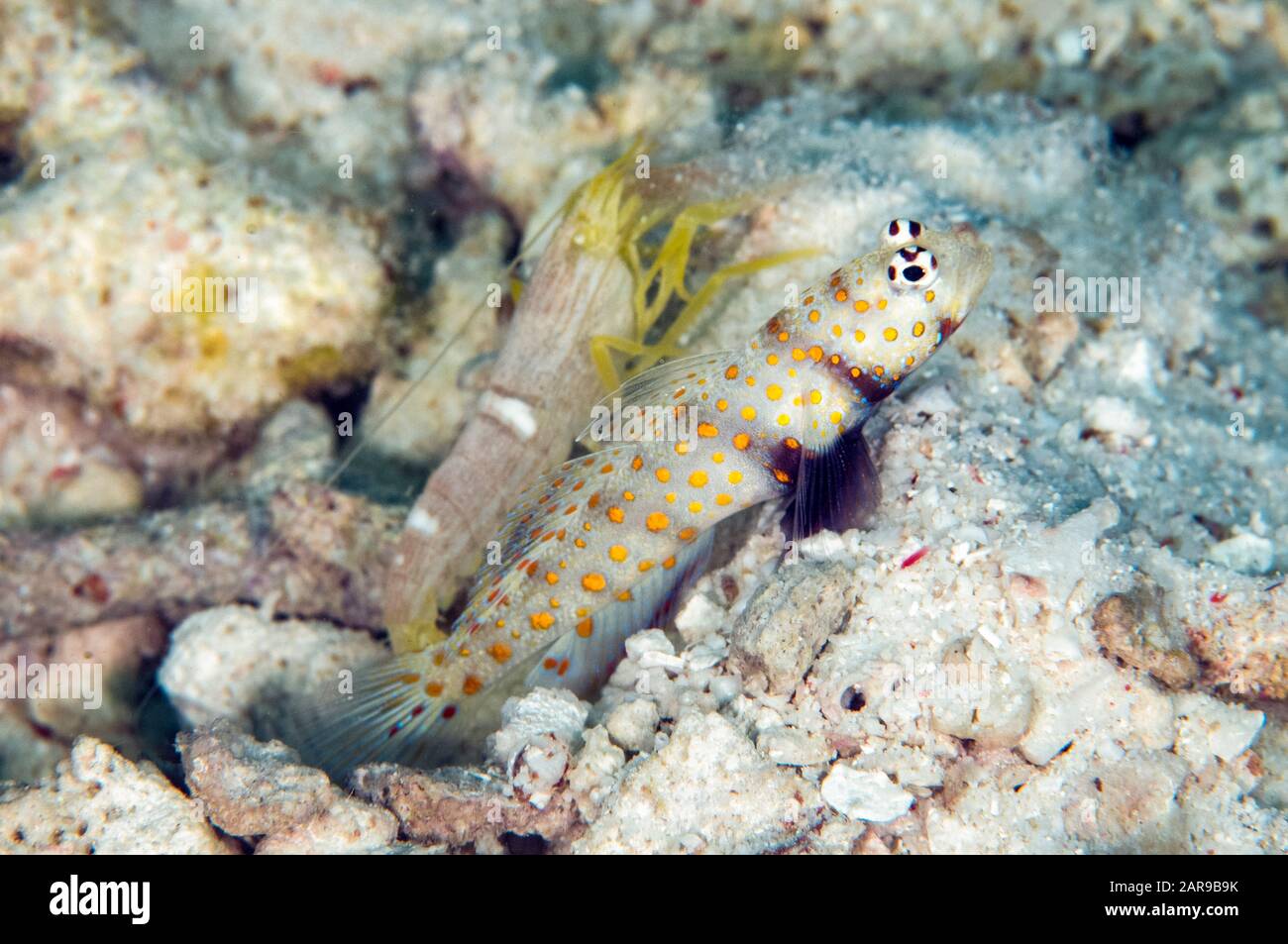 Spotted Shrimpgoby, Amblyeleotris guttata, and Snapping Shrimp, Alpheus sp, by hole in sand, Citrus Ridge dive site, West Waigeo, Raja Ampat, West Pap Stock Photo