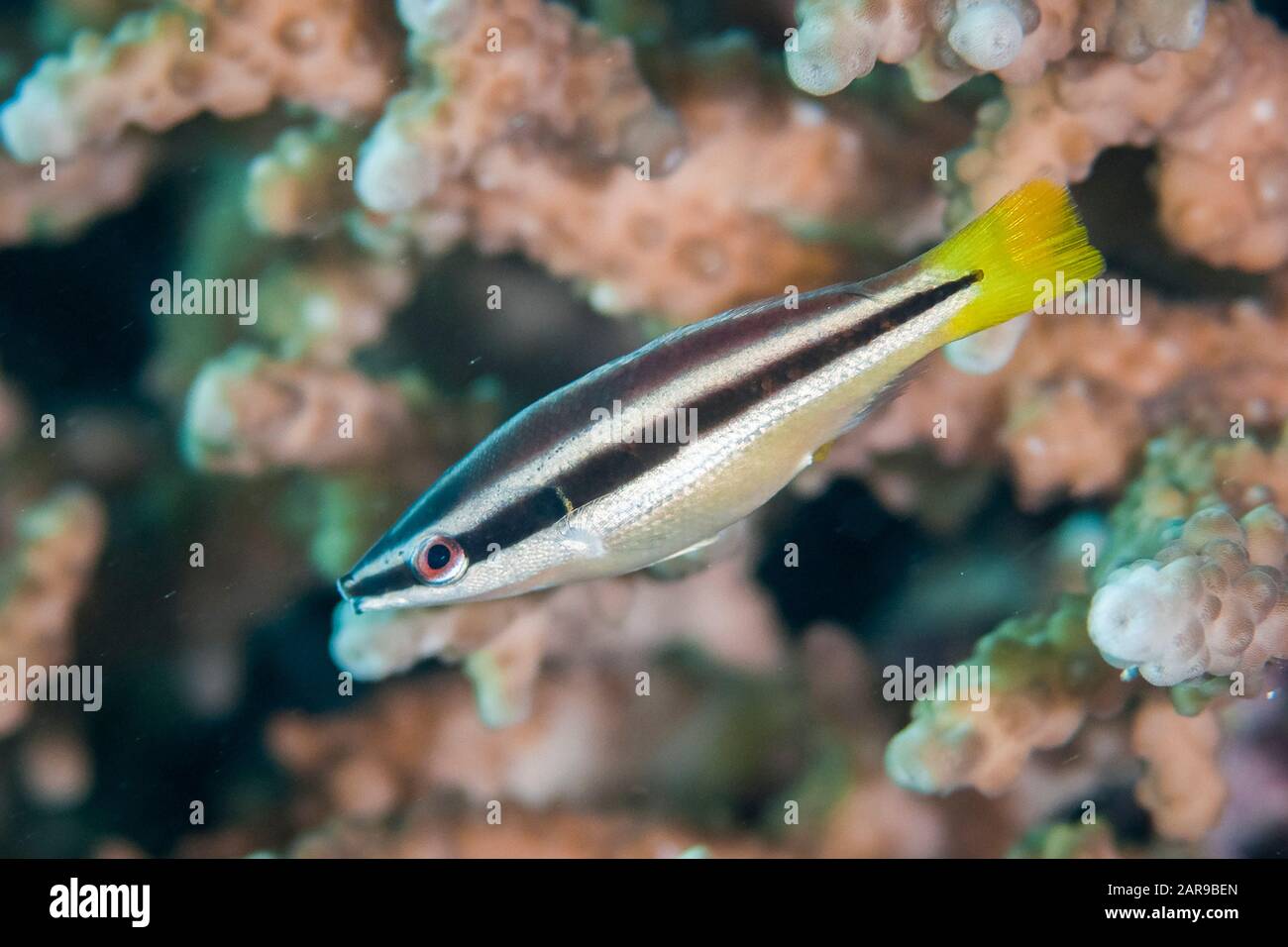 Yellowtail Tubelip, Diproctacanthus xanthurus, Tanjung Riarwepan dive site, Mioswaar Island, Cendrawasih Bay, Bird's Head Peninsula, West Papua, Indon Stock Photo