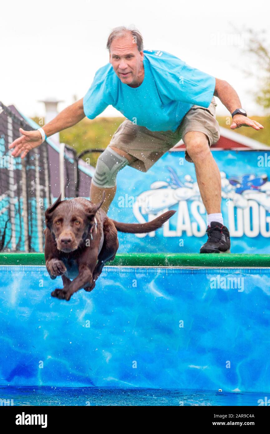 With his owner's encouragement, a splash dog leaps from a dock at a county fair in Costa Mesa, CA. Splash Dogs is a dog enthusiast company that organizes and promotes dock jumping events across the United States. Stock Photo