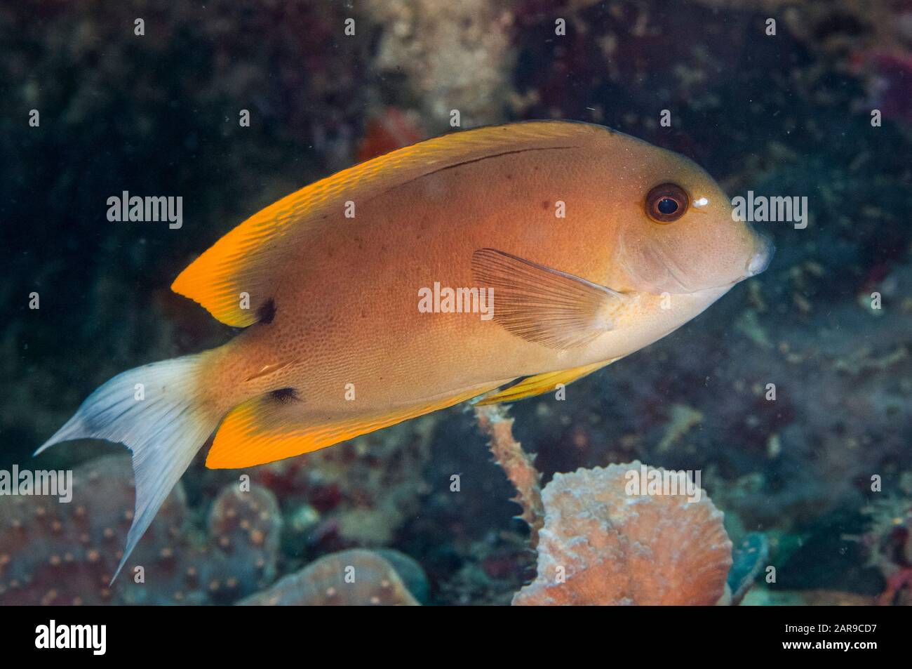 Orangetip Bristletooth, Ctenochaetus tominiensis, Pulau Putus dive site, Lembeh Straits, Sulawesi, Indonesia, Indian Ocean Stock Photo