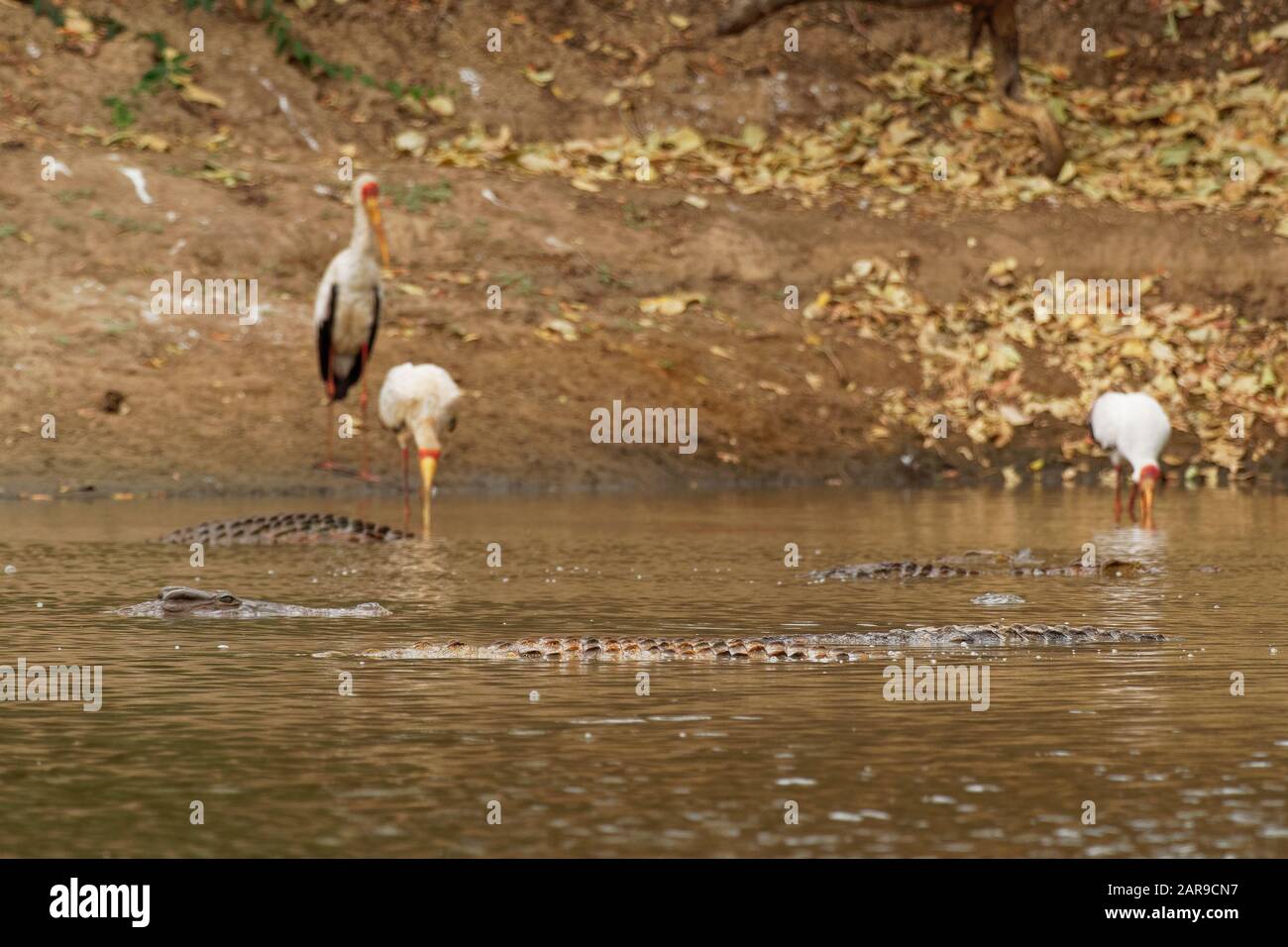 Nile Crocodile - Crocodylus niloticus large crocodilian native to ...