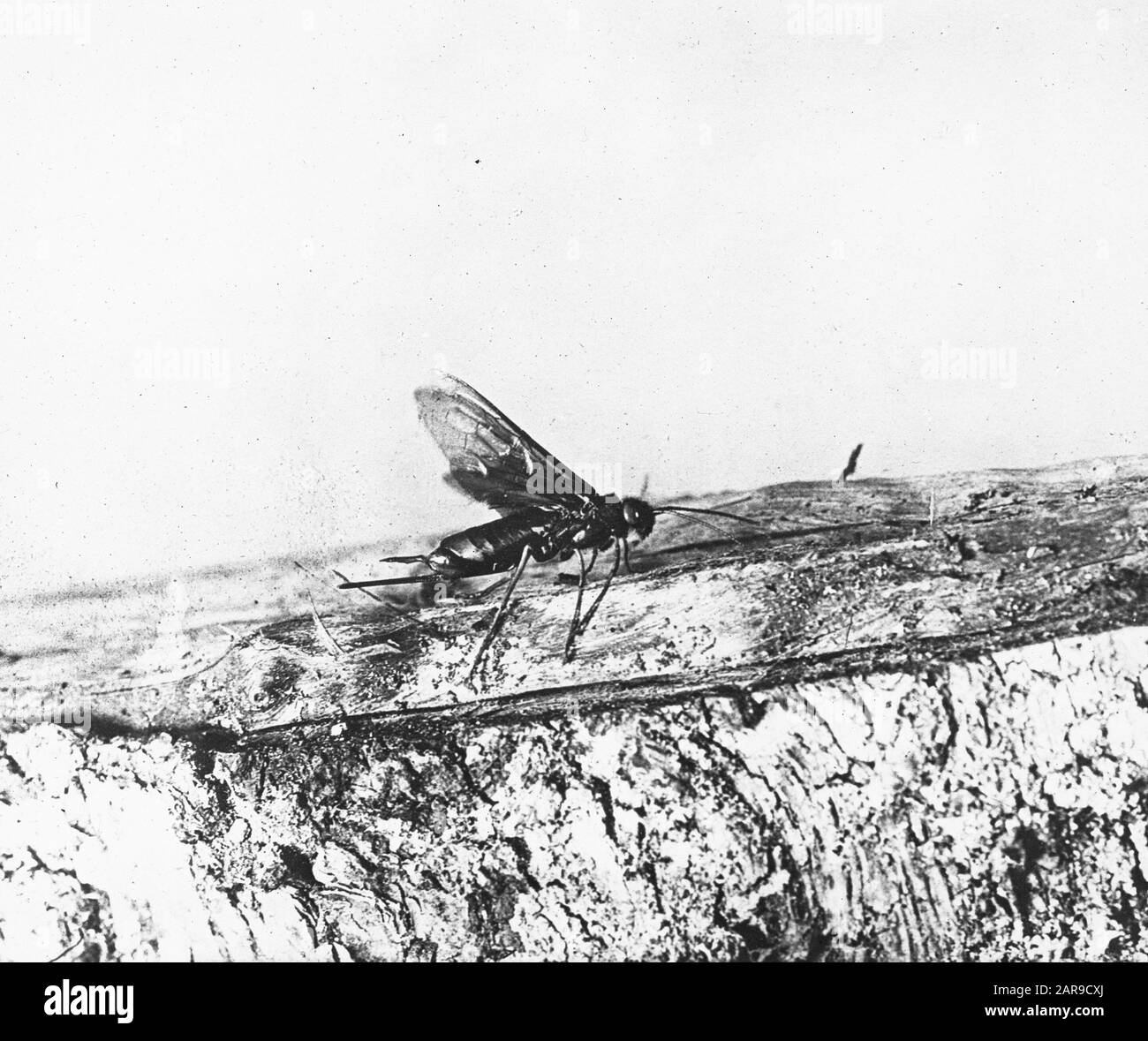 insects, damages, sirex gigas Date: undated Keywords: damages, insects Personal name: sirex gigas Stock Photo