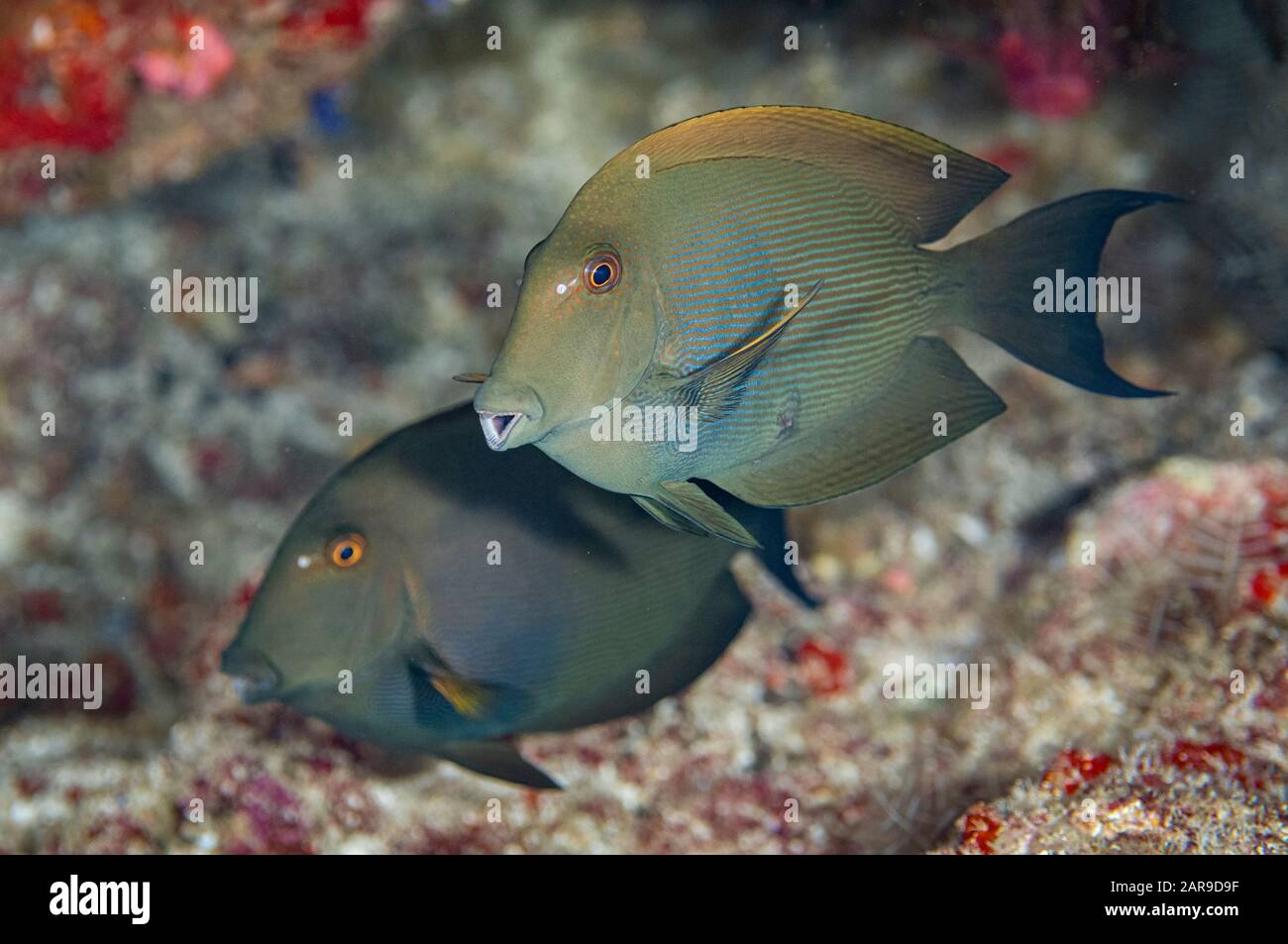 Lined Bristletooth pair, Ctenochaetus striatus, Batu Kapal dive site, Banda Neira, Moluccas, Banda Sea, Indonesia Stock Photo