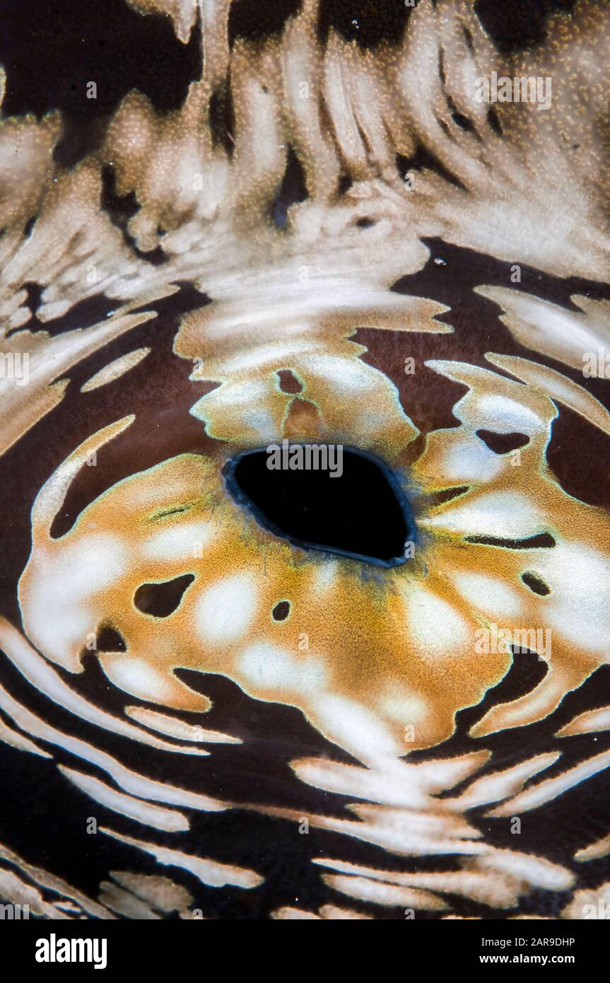 Fluted Giant Clam, Tridacna squamosa, siphon and mantle, Arborek Jetty, Dampier Straits, Raja Ampat, West Papua, Indonesia Stock Photo