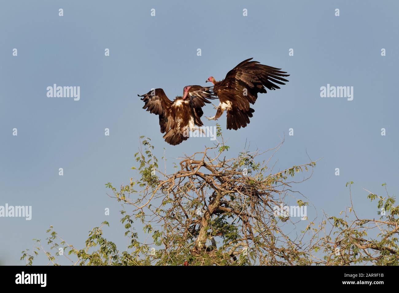 Duel of two Hooded Vulture - Necrosyrtes monachus  Old World vulture in the order Accipitriformes, which also includes eagles, kites, buzzards and haw Stock Photo