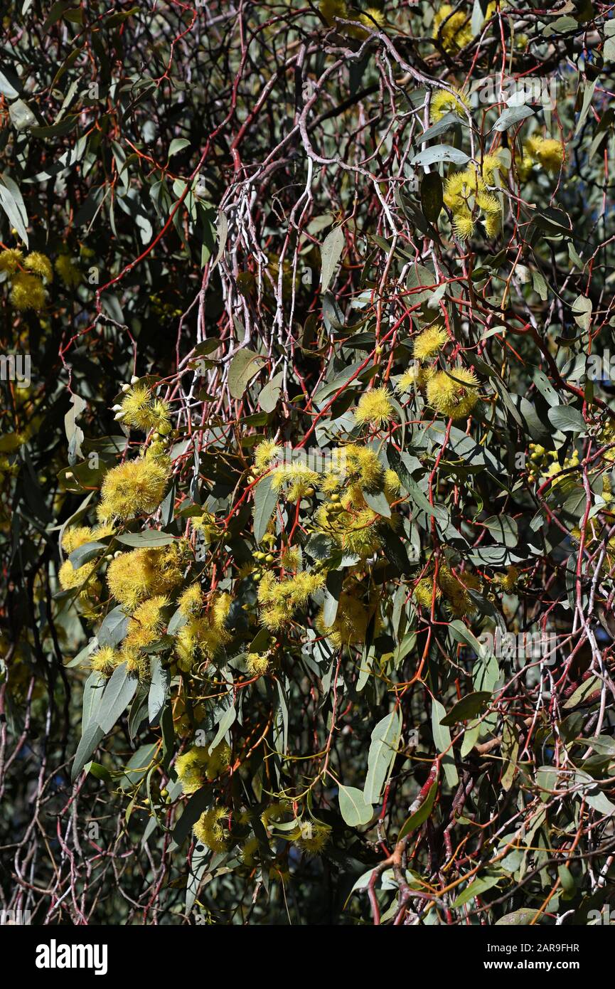 A mid size Eucalyptus tree native to a small region of Western Australia, to the East of Kalgoorlie, Western Australia. Stock Photo