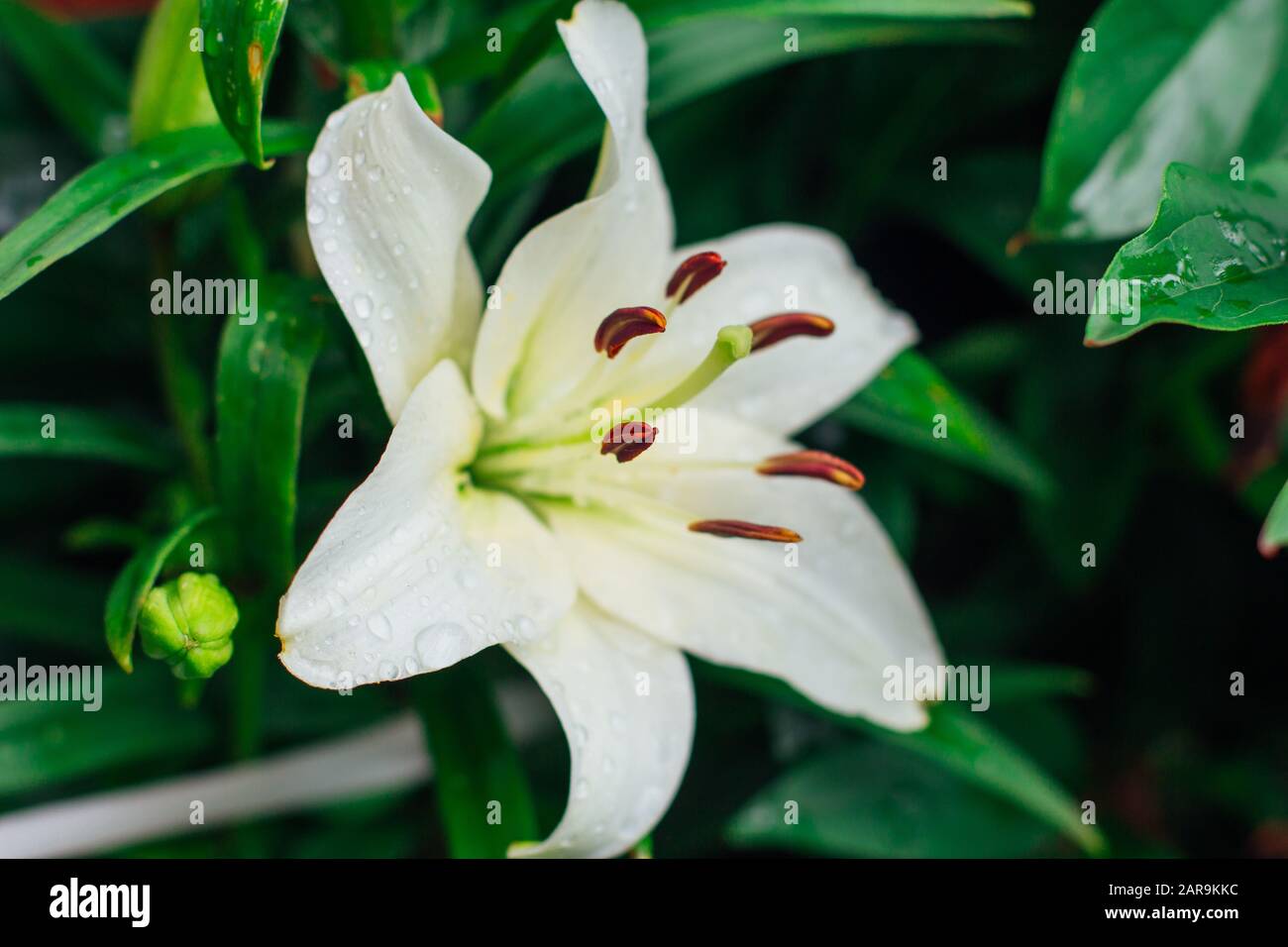 Big beautiful white lily in the garden. Stock Photo