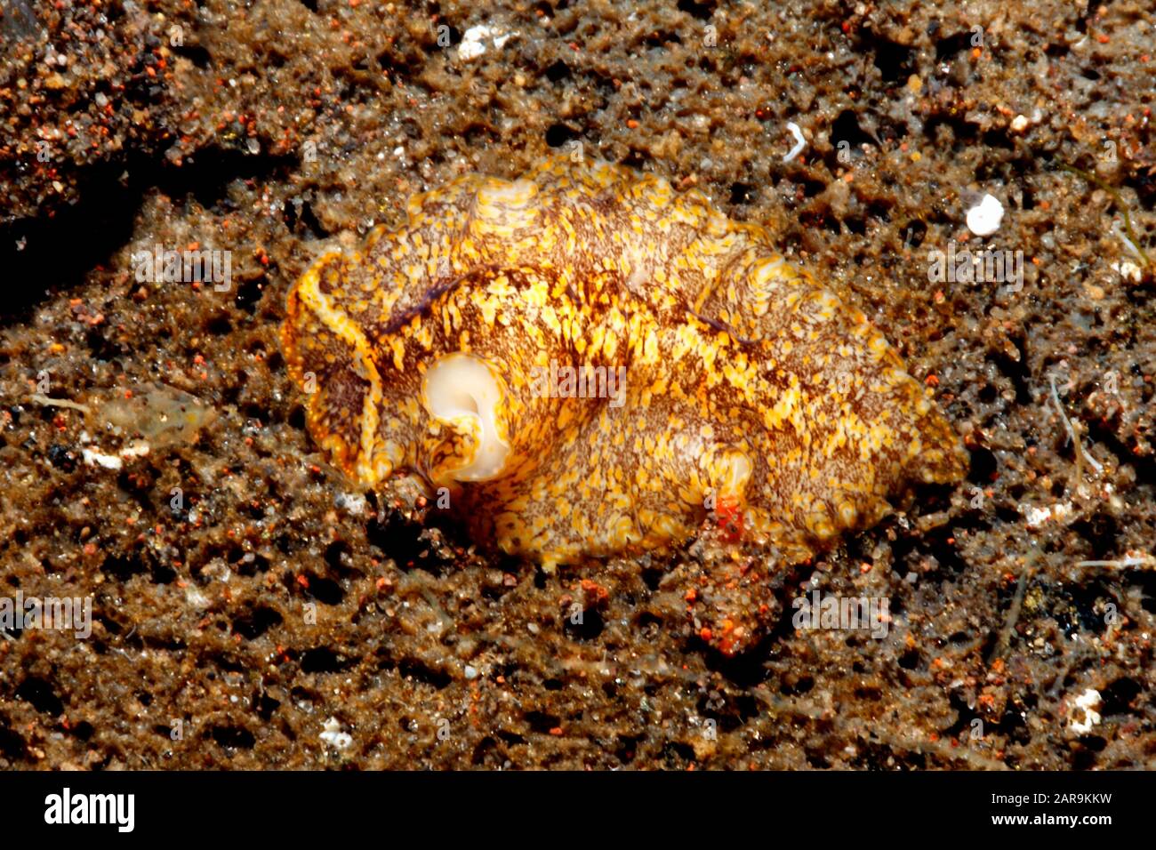 Marine Flatworm. Appears to be an undescribed species that may be new. Tulamben, Bali, Indonesia. Bali Sea, Indian Ocean Stock Photo