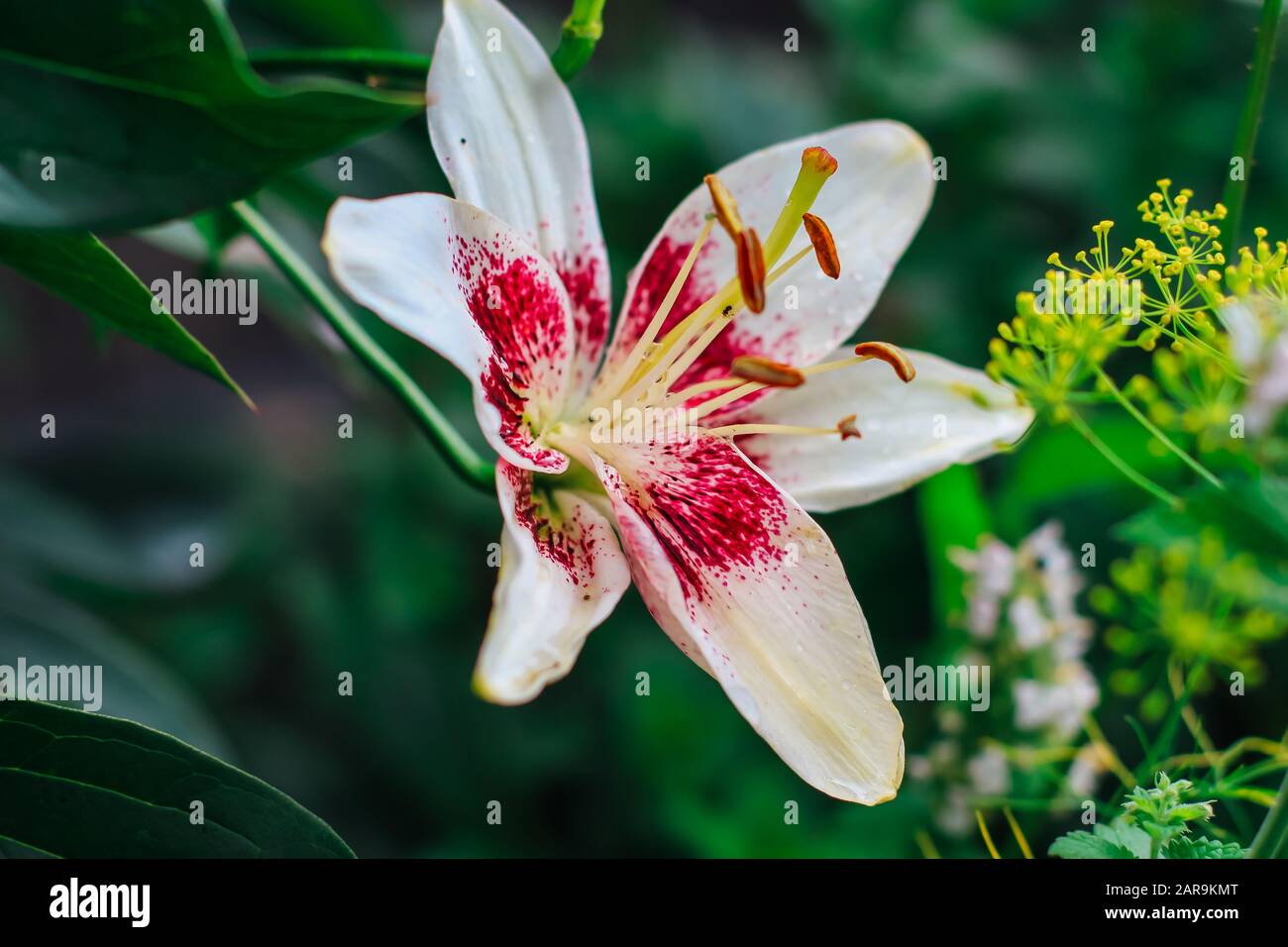 Big beautiful white lily in the garden. Stock Photo