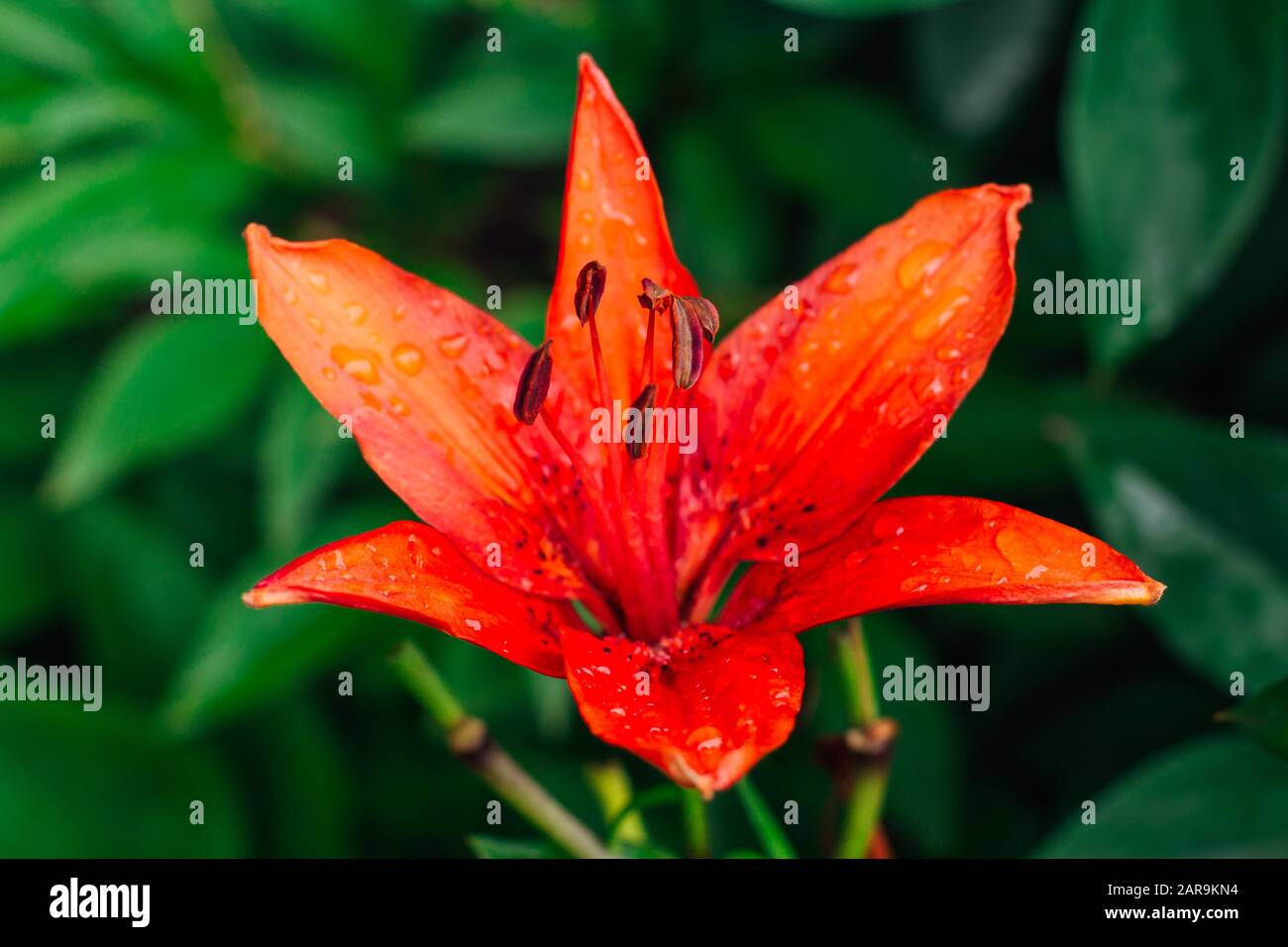 Big beautiful orange lily in the garden. Stock Photo