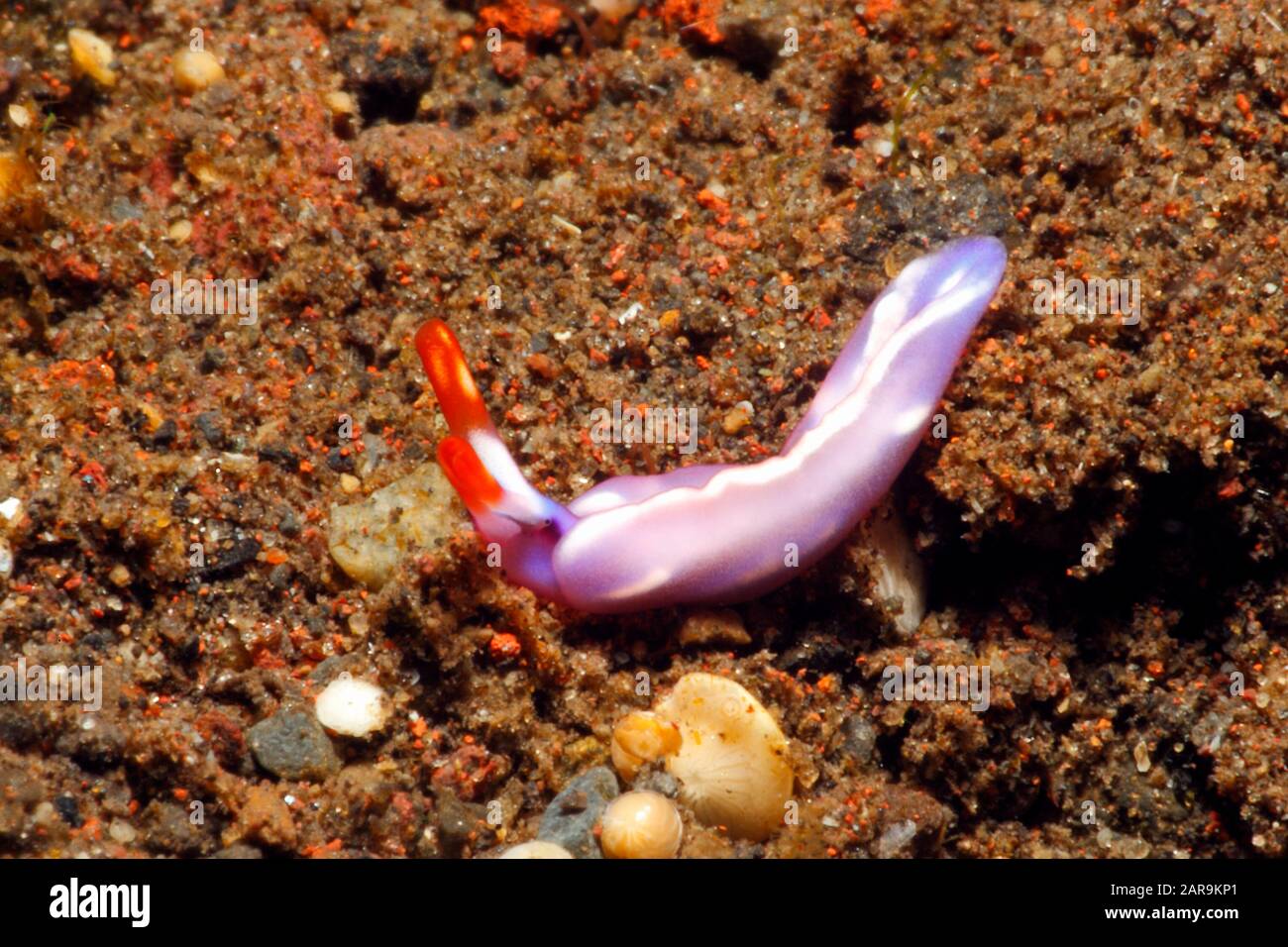 Sacoglossan Sea Slug, also known as sap sucking sea slug, or White Spotted Thuridilla, Thuridilla albopustulosa. Tulamben, Bali, Indonesia. Bali Sea, Stock Photo