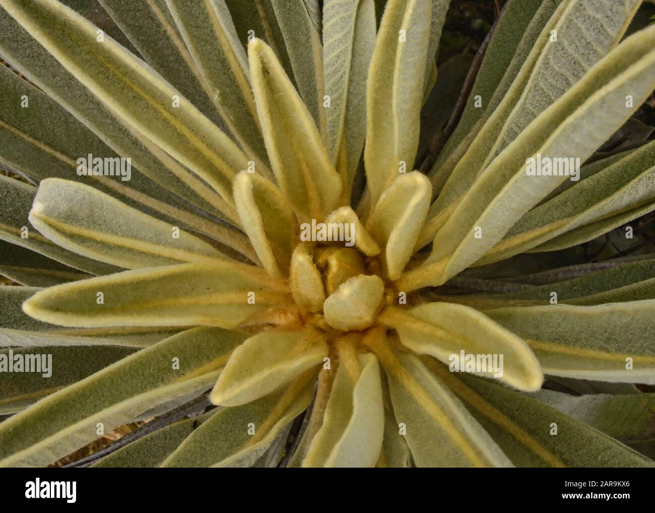 Closeup of (Espeletia) plant growing on the Páramo de Oceta, Monguí, Boyaca, Colombia Stock Photo