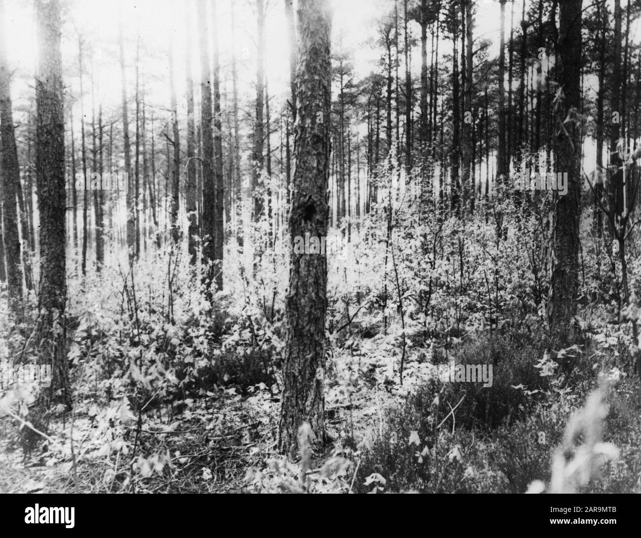 Pine oak forests Black and White Stock Photos & Images - Alamy
