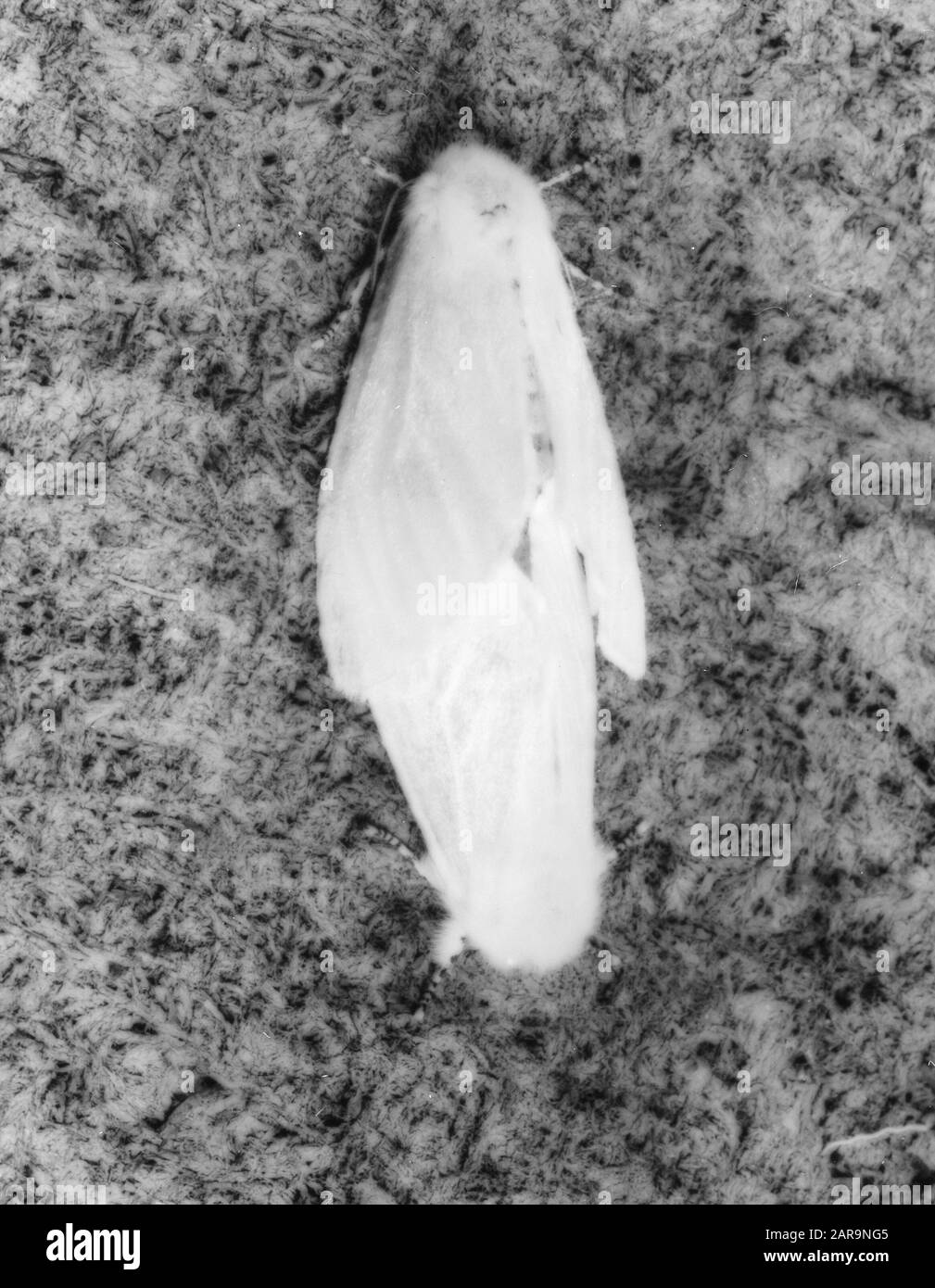 insects, damages, satin butterfly Date: undated Keywords: damages ...