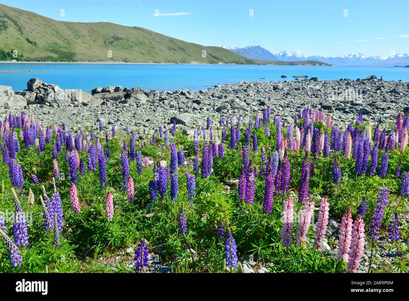 Field of lupin wildflowers on the shore of lake Tekapo in New Zealand Stock Photo Alamy