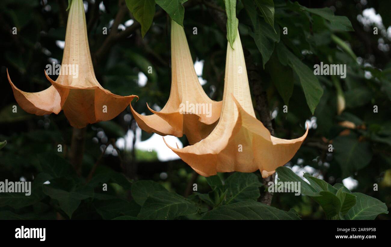 Flowers and Leaves of Brugmansia Flower Stock Photo - Alamy